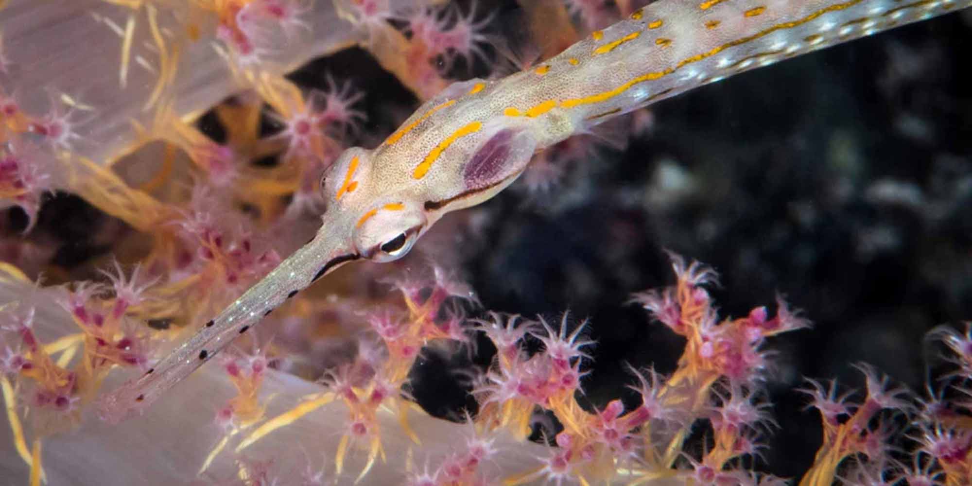 Ikelite underwater housing for Nikon D500 copyright Brandi Mueller