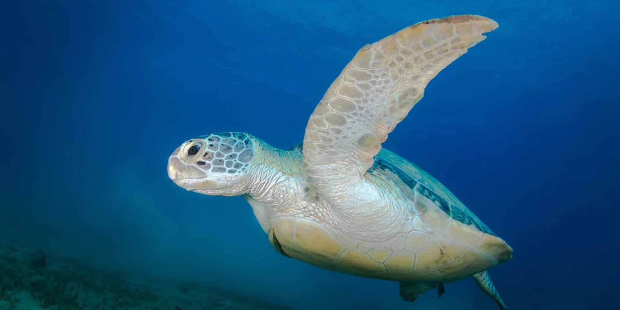 Ikelite underwater housing for Nikon D500 copyright Brandi Mueller