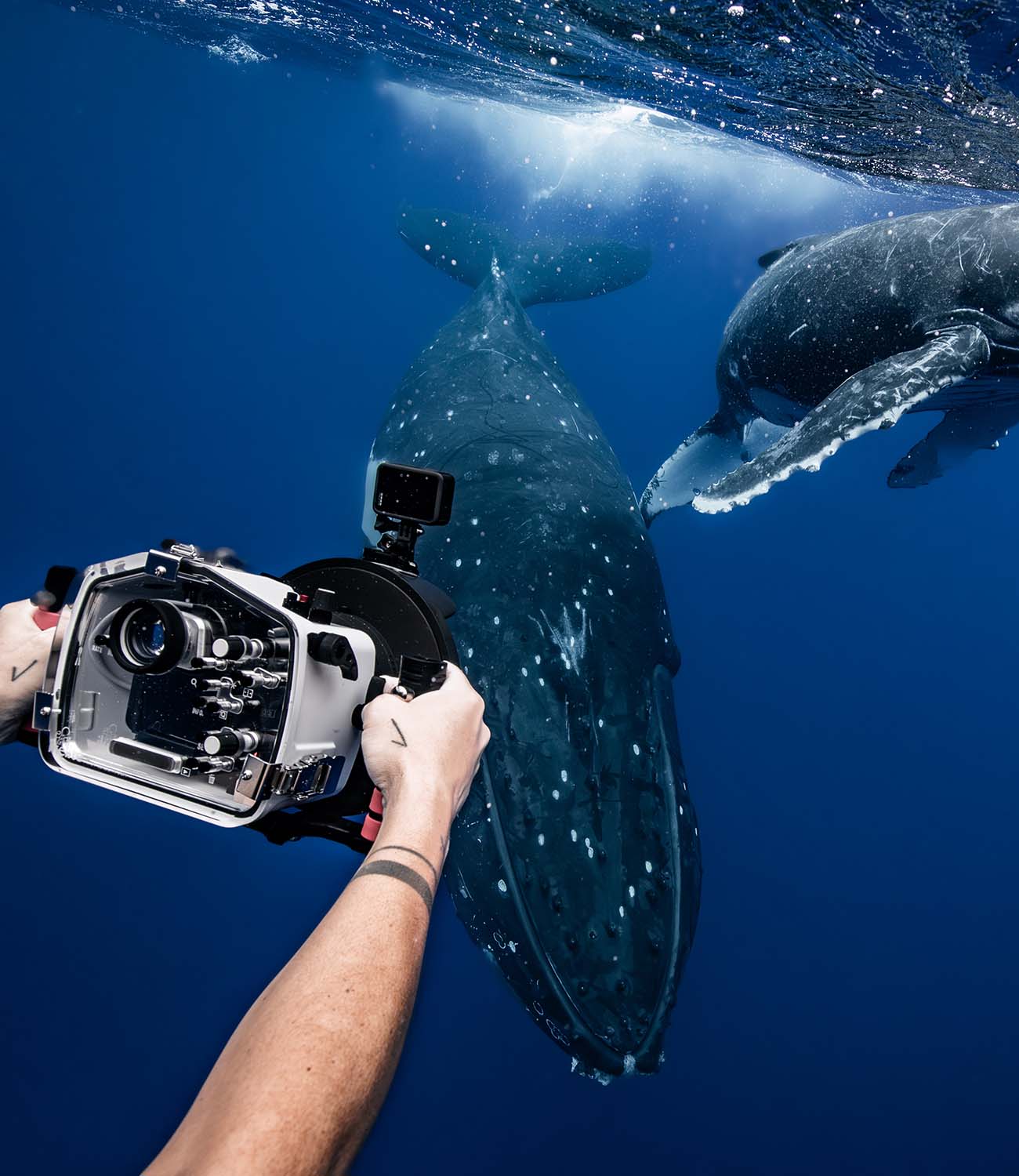 Ikelite Underwater Housing with Humpback Whales in Tonga Copyright Grant Thomas