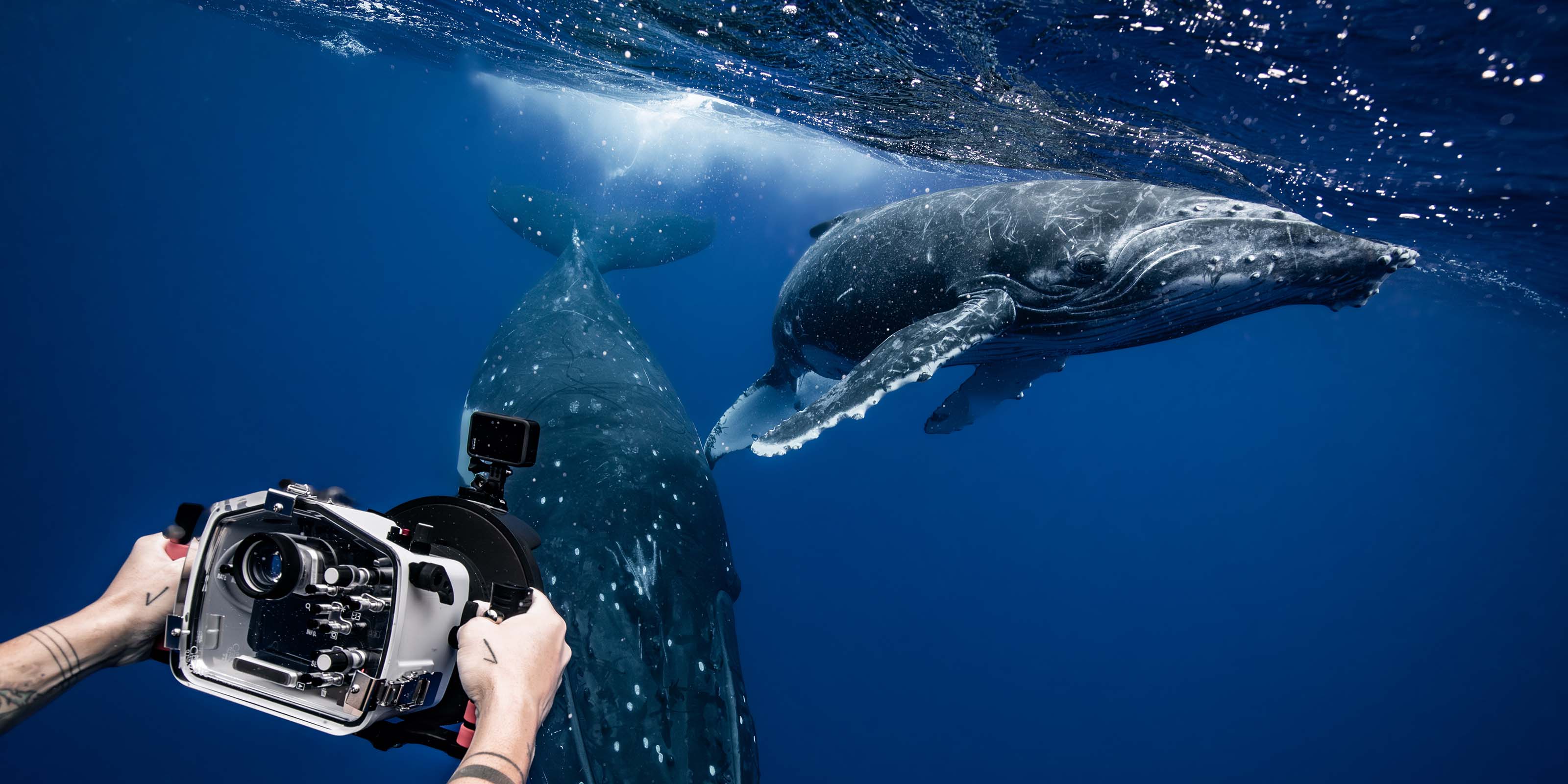 Ikelite Underwater Housing with Humpback Whales in Tonga Copyright Grant Thomas
