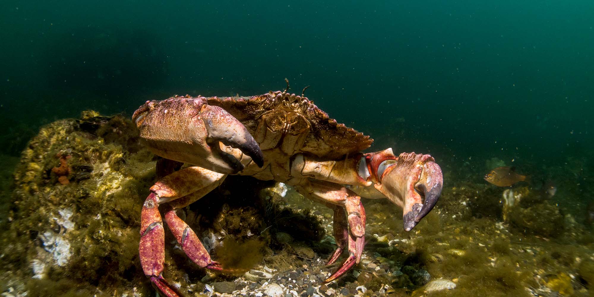 Taken with Ikelite Underwater Housing for Canon G7X III copyright Nirupam Nigam