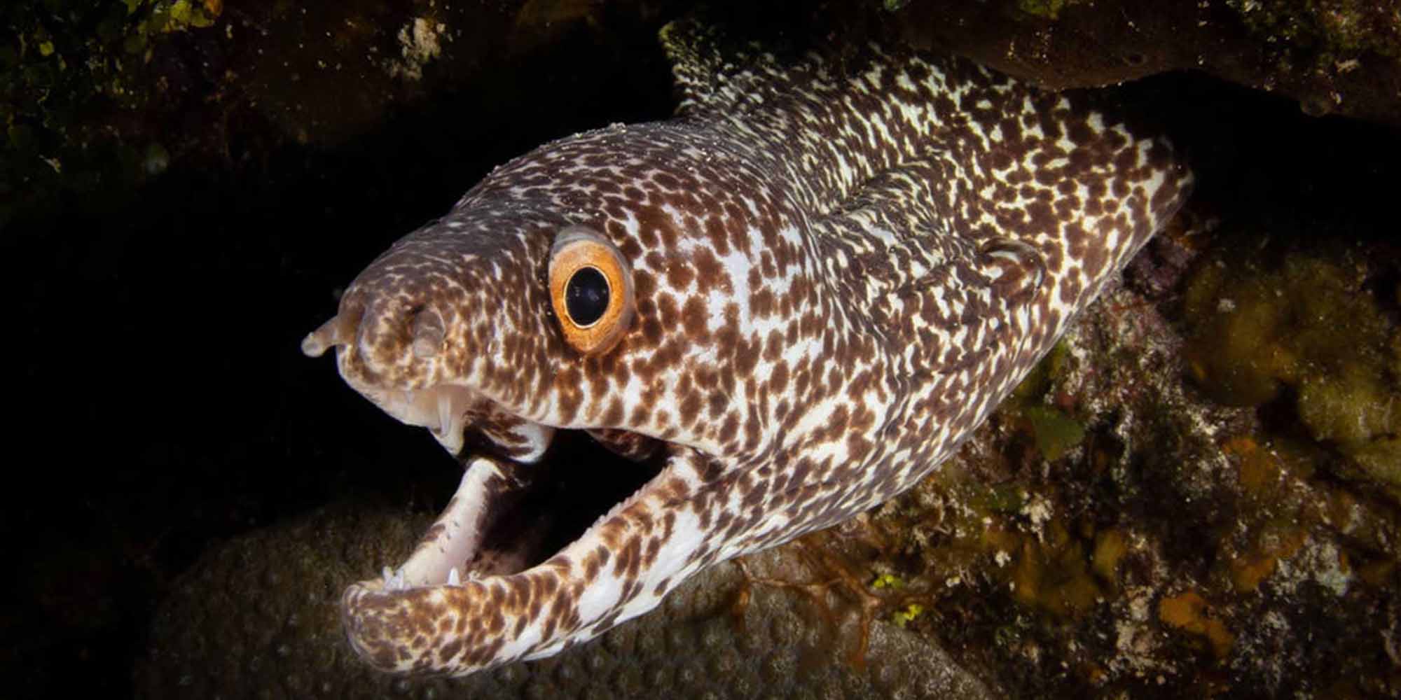 Taken with Ikelite Housing for Canon Rebel SL3 250D copyright John Brigham