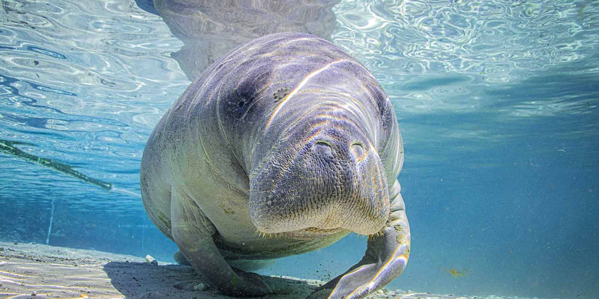 Taken with Ikelite Housing for Canon Rebel SL3 250D copyright John Brigham