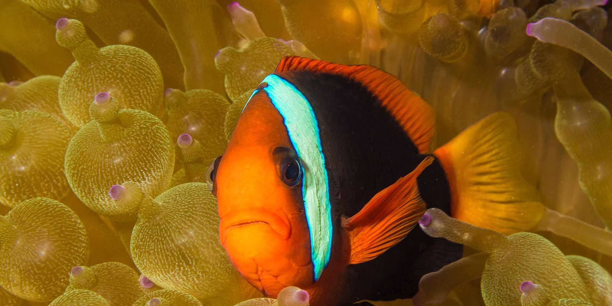 Taken with Ikelite Housing for Canon Rebel SL1 100D copyright Steve Miller