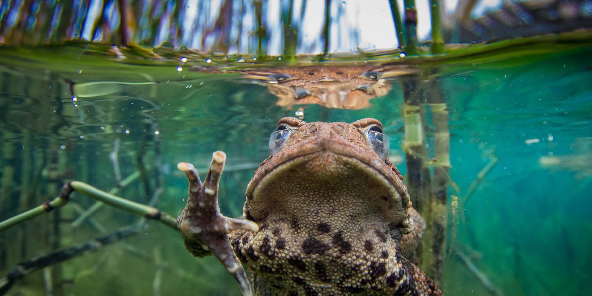 Taken with Ikelite Housing for Canon Rebel SL1 100D copyright Steve Miller