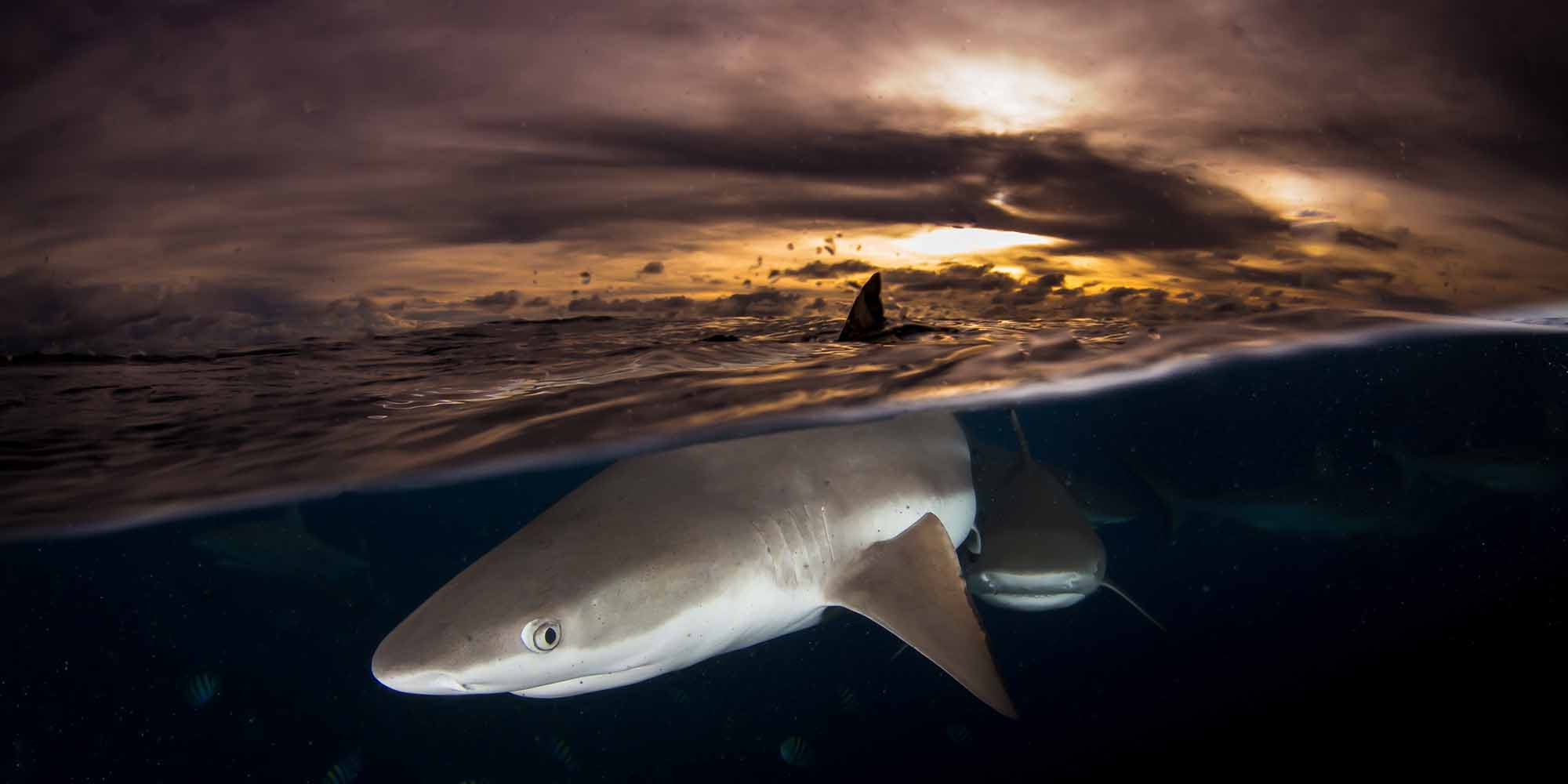 Taken with Ikelite Housing for Canon Rebel SL1 100D copyright Steve Miller