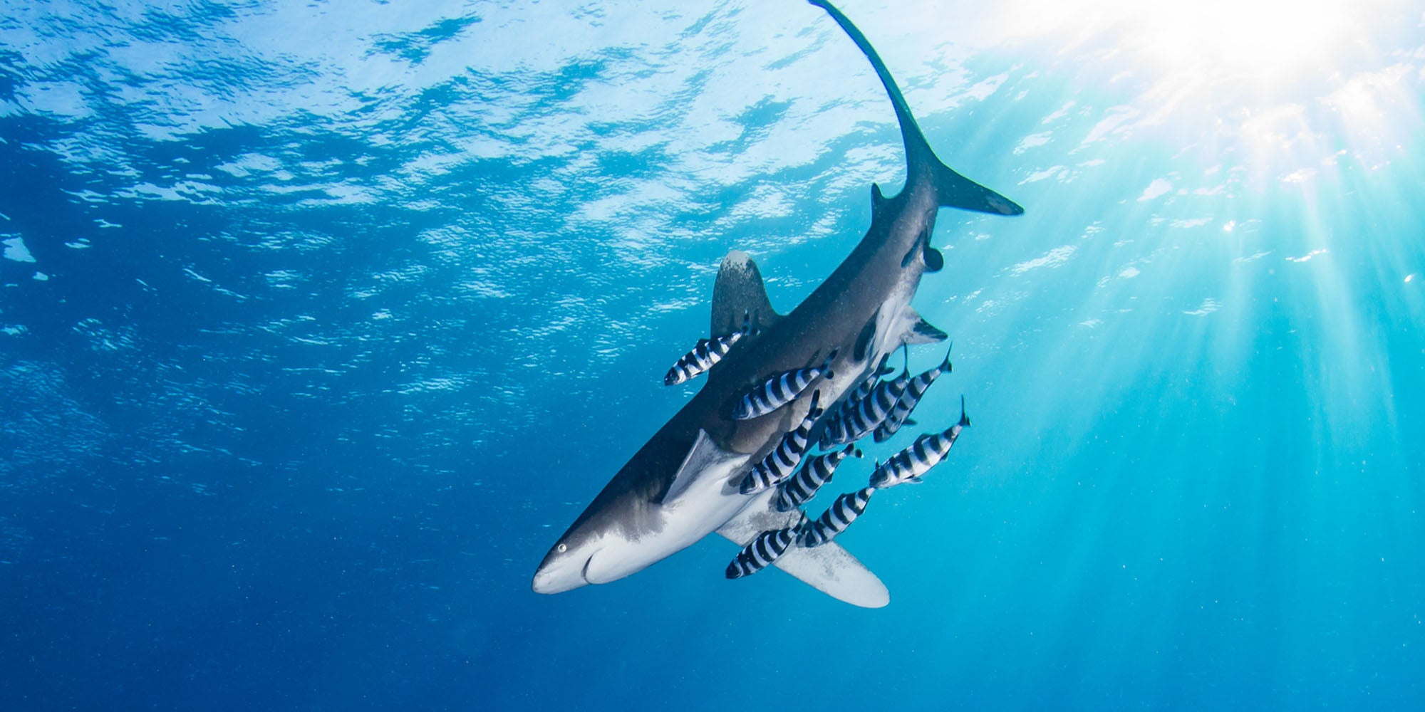 Taken with Ikelite housing for Canon Rebel SL2 200D copyright Steve Miller