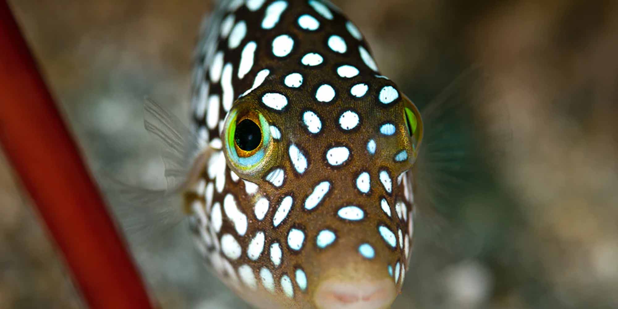 Ikelite underwater housing for Nikon D780 copyright Jenna Szerlag