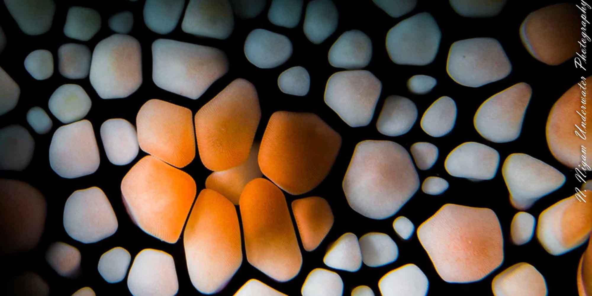 Ikelite underwater housing for Nikon Z50  copyright Nirupam Nigam
