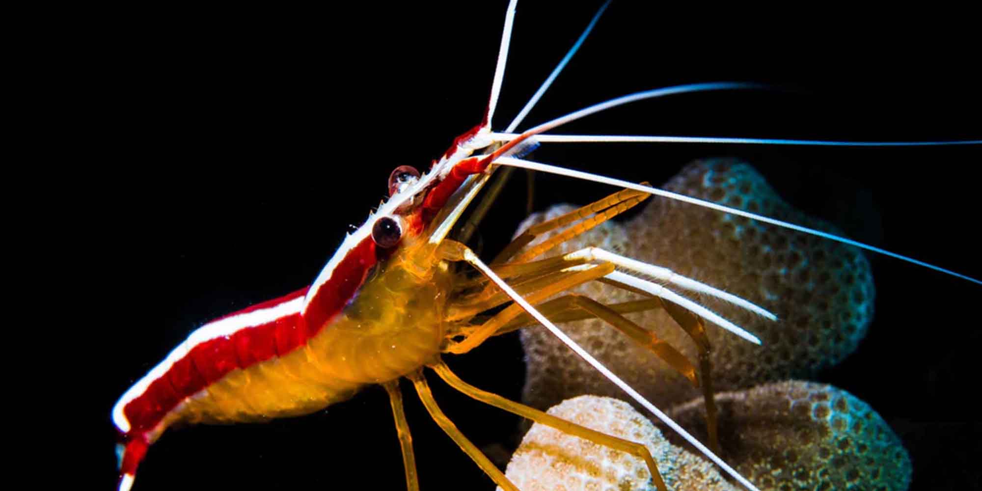 Ikelite underwater housing for Nikon Z50  copyright Nirupam Nigam