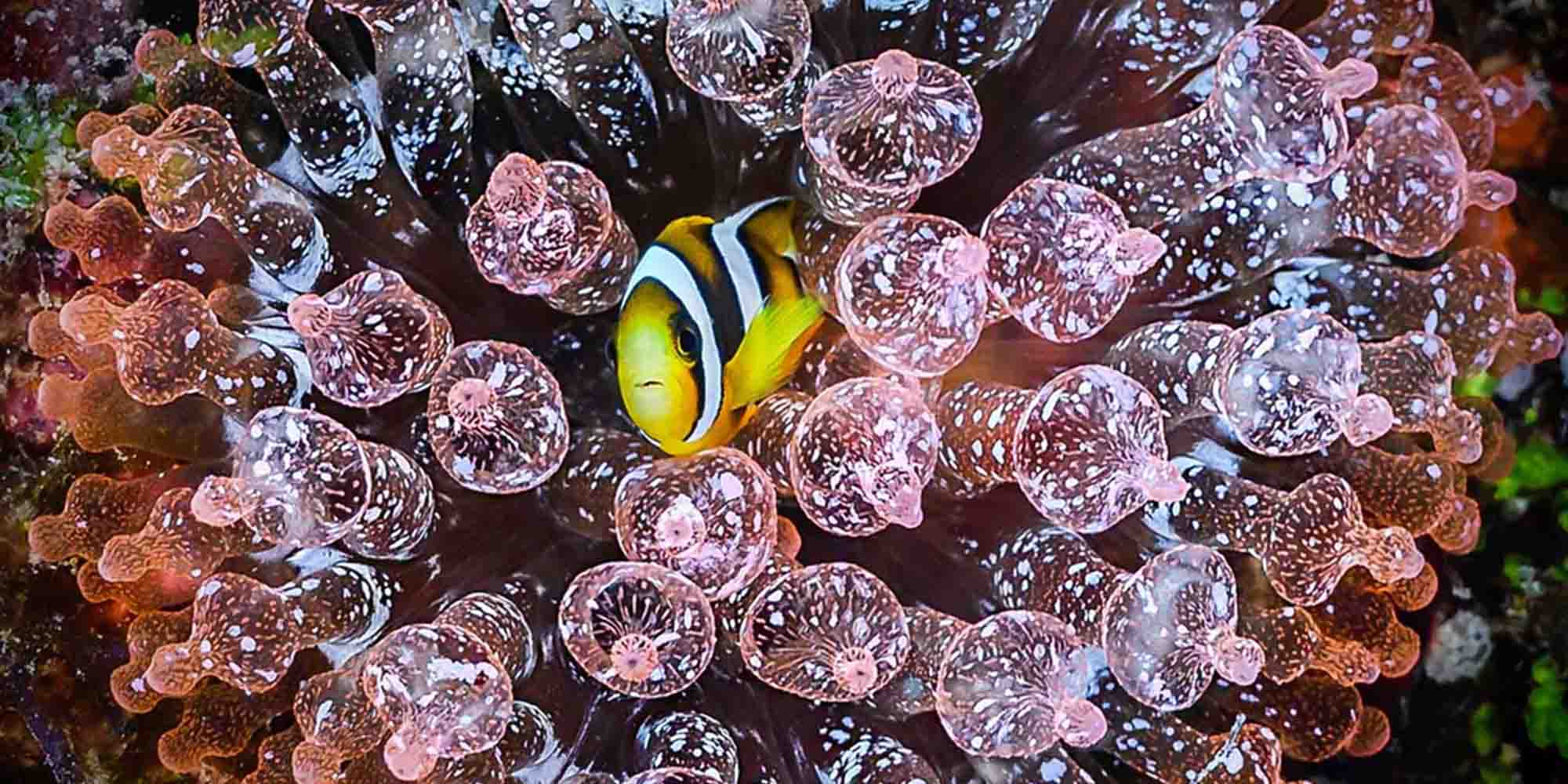 Ikelite underwater housing for Nikon Z6 II Z7 II  copyright Glenn Ostle