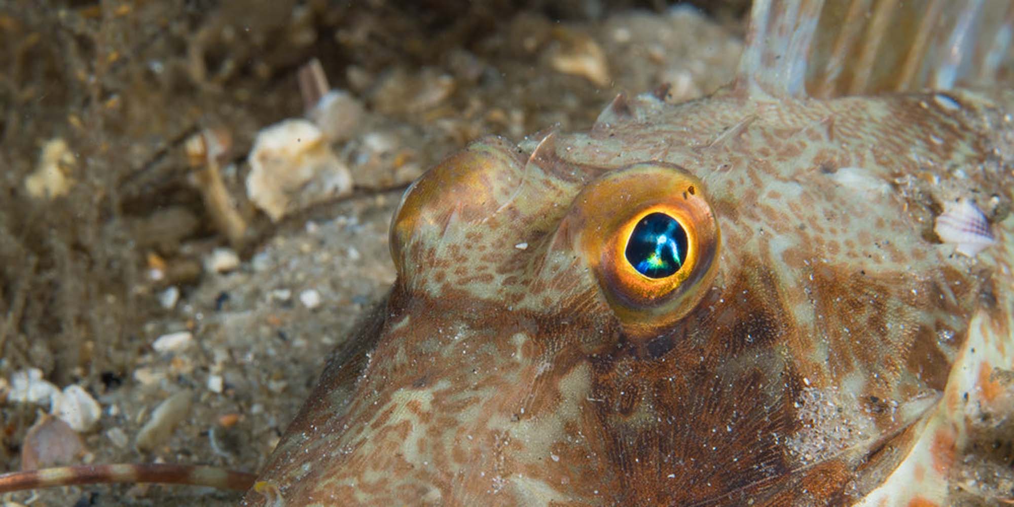 Taken with Ikelite Housing for Olympus OM-D E-M1 Mark II Copyright Phil Rudin