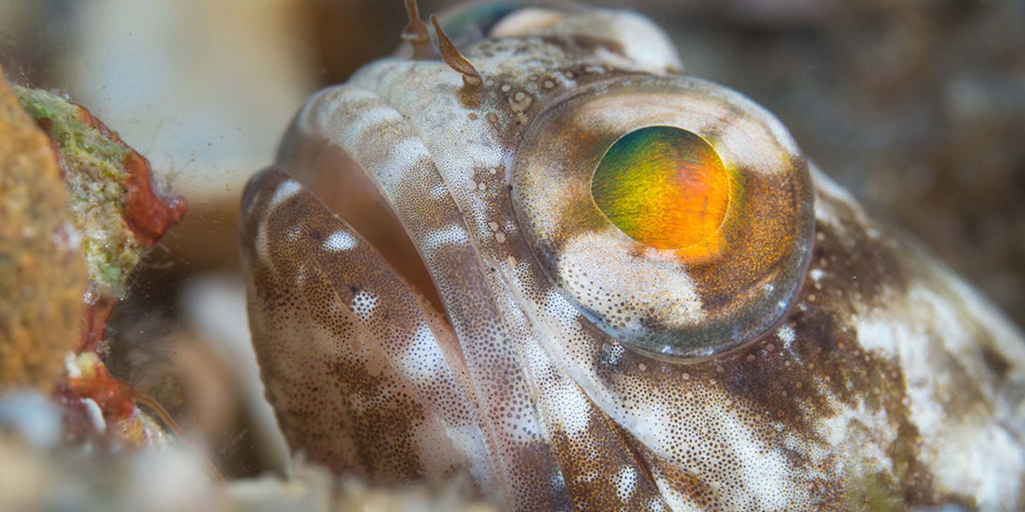 Taken with Ikelite Housing for Olympus OM-D E-M1 Mark II Copyright Phil Rudin