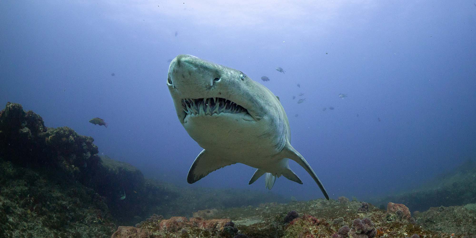 Ikelite underwater housing for Panasonic GH6 copyright Matt Jacobs