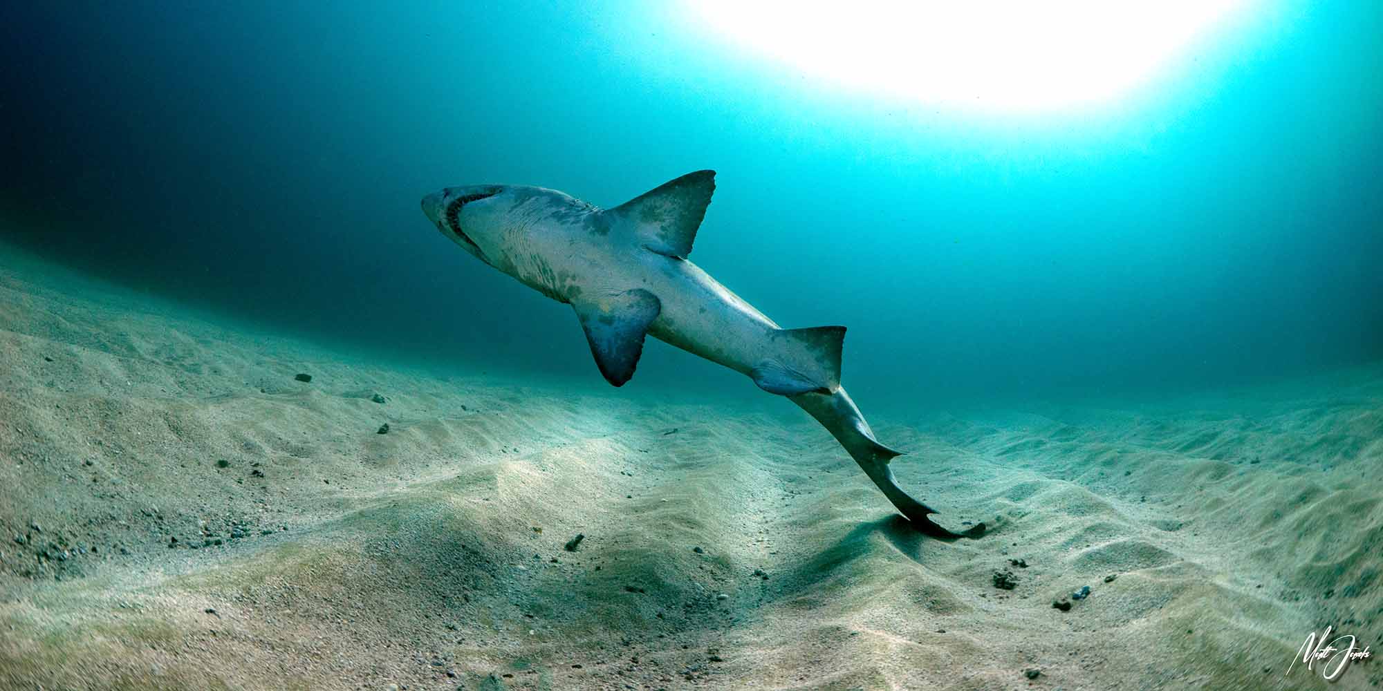 Ikelite underwater housing for Panasonic GH6 copyright Matt Jacobs