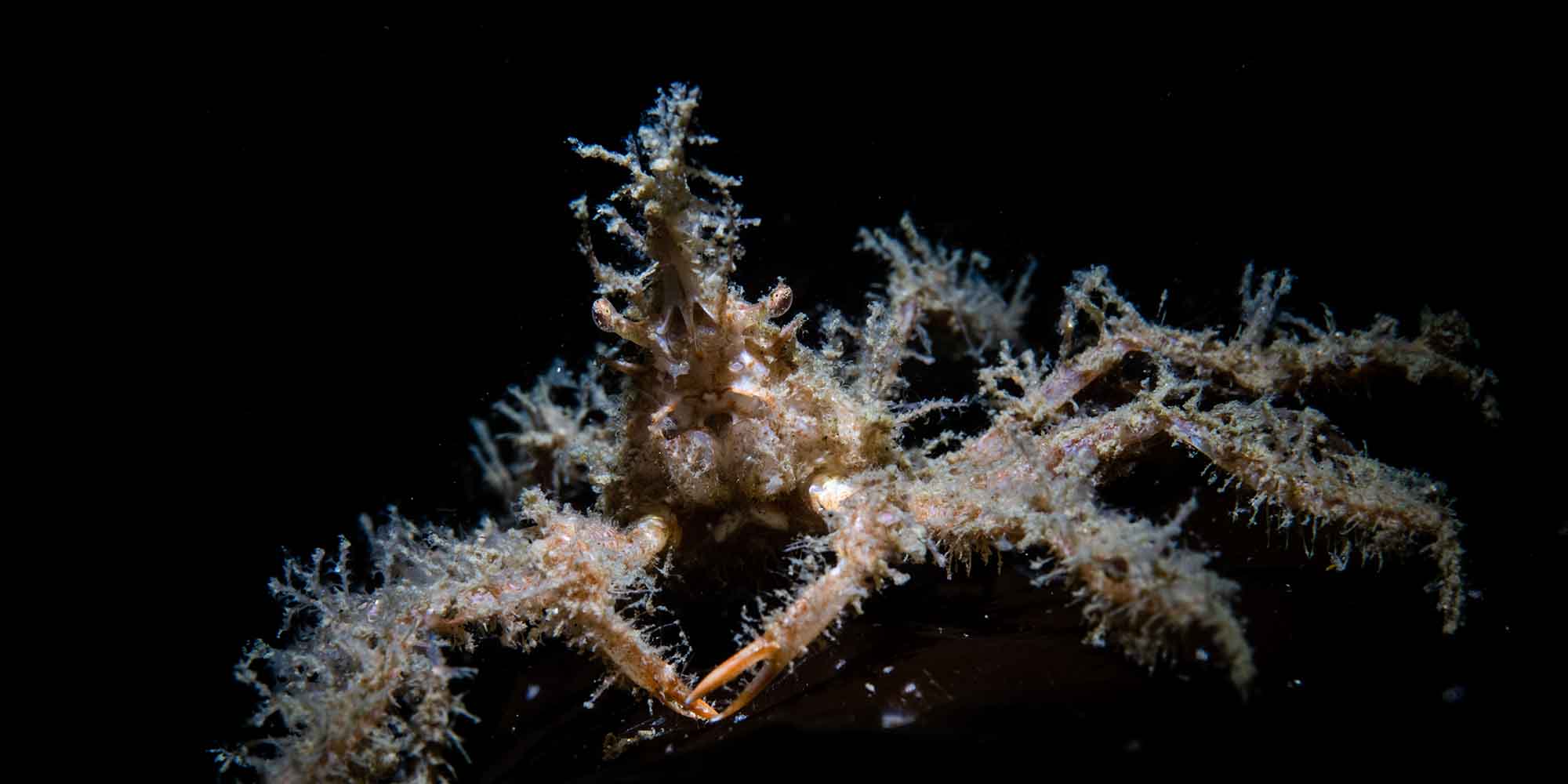 Ikelite Underwater Housing for Sony a1 a7S III copyright Nirupam Nigam
