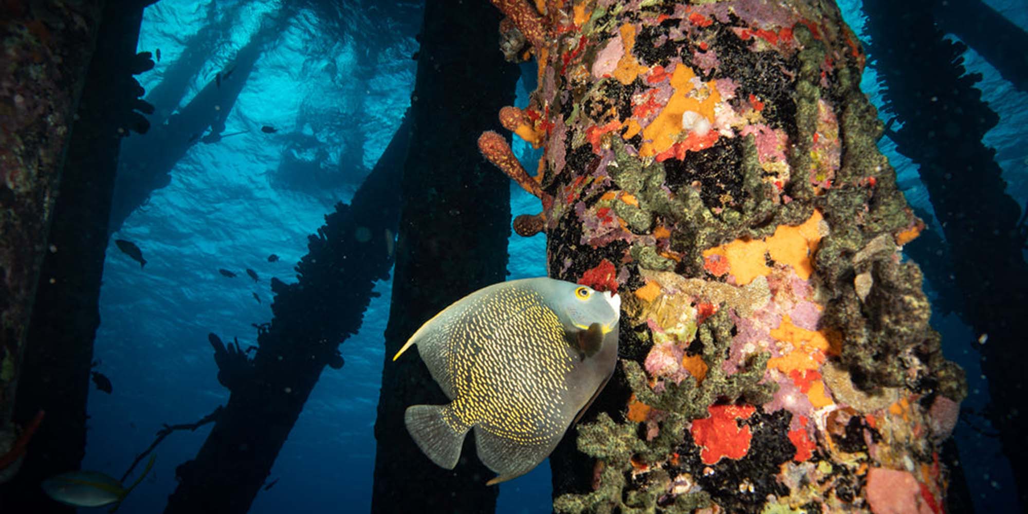 Taken with Ikelite Underwater Housing for Sony RX100 VI VII copyright John Brigham,