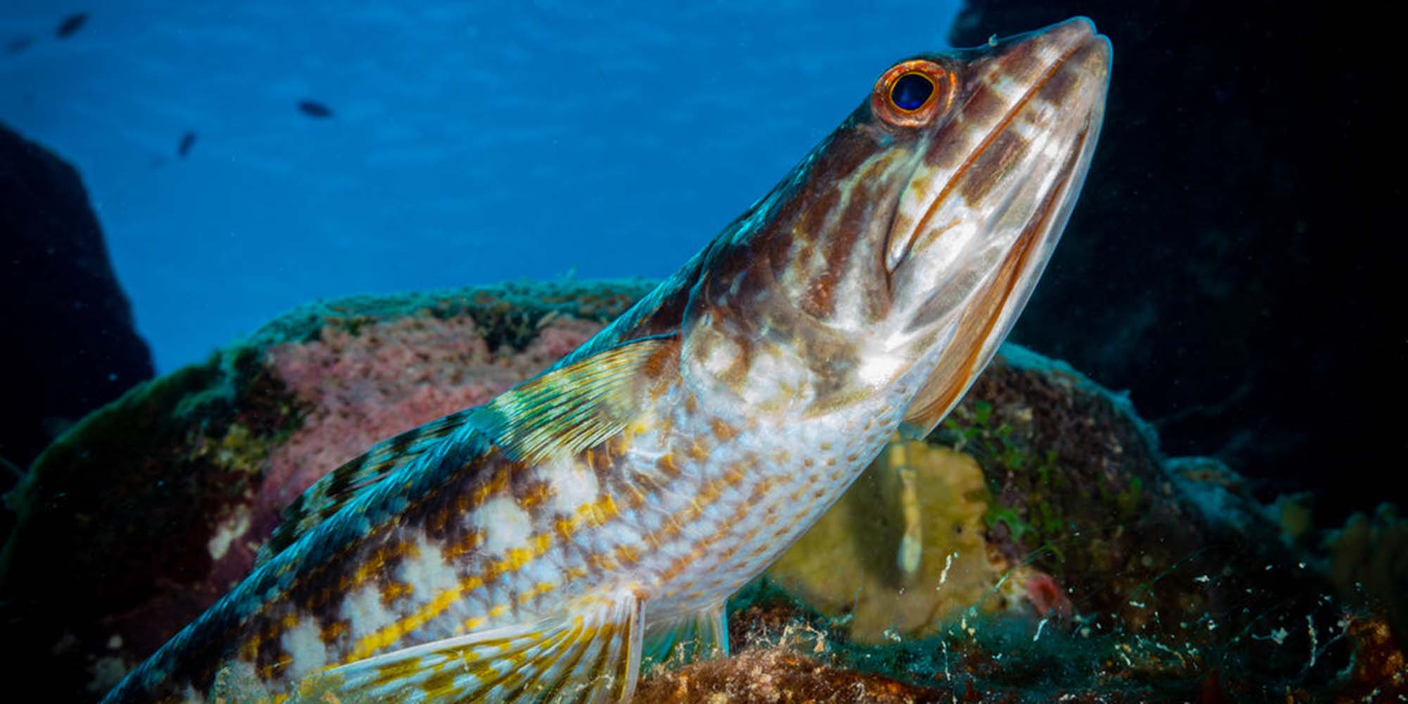 Taken with Ikelite Underwater Housing for Sony RX100 VI VII copyright John Brigham,