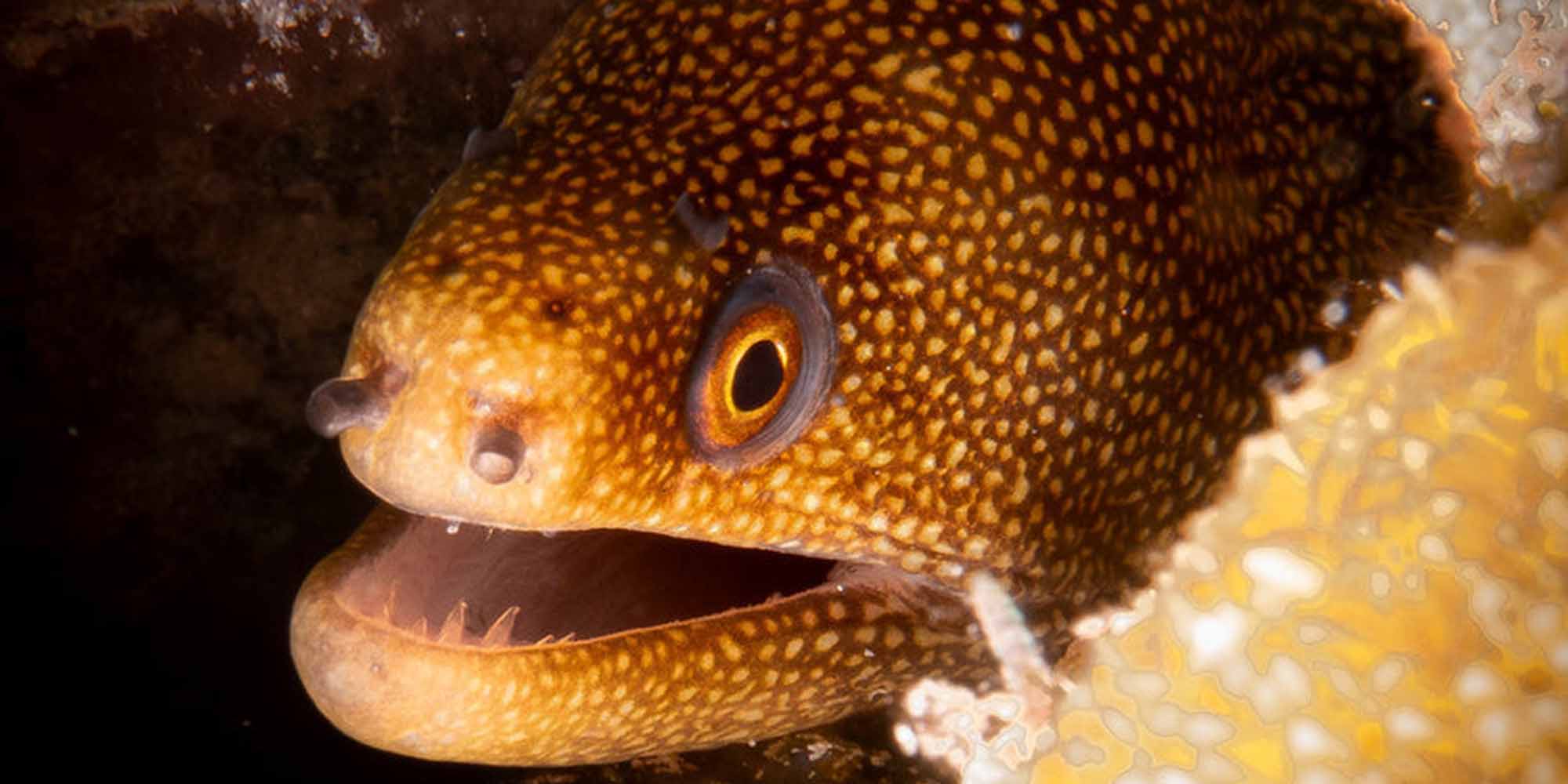 Taken with Ikelite Underwater Housing for Sony RX100 VI VII copyright John Brigham,