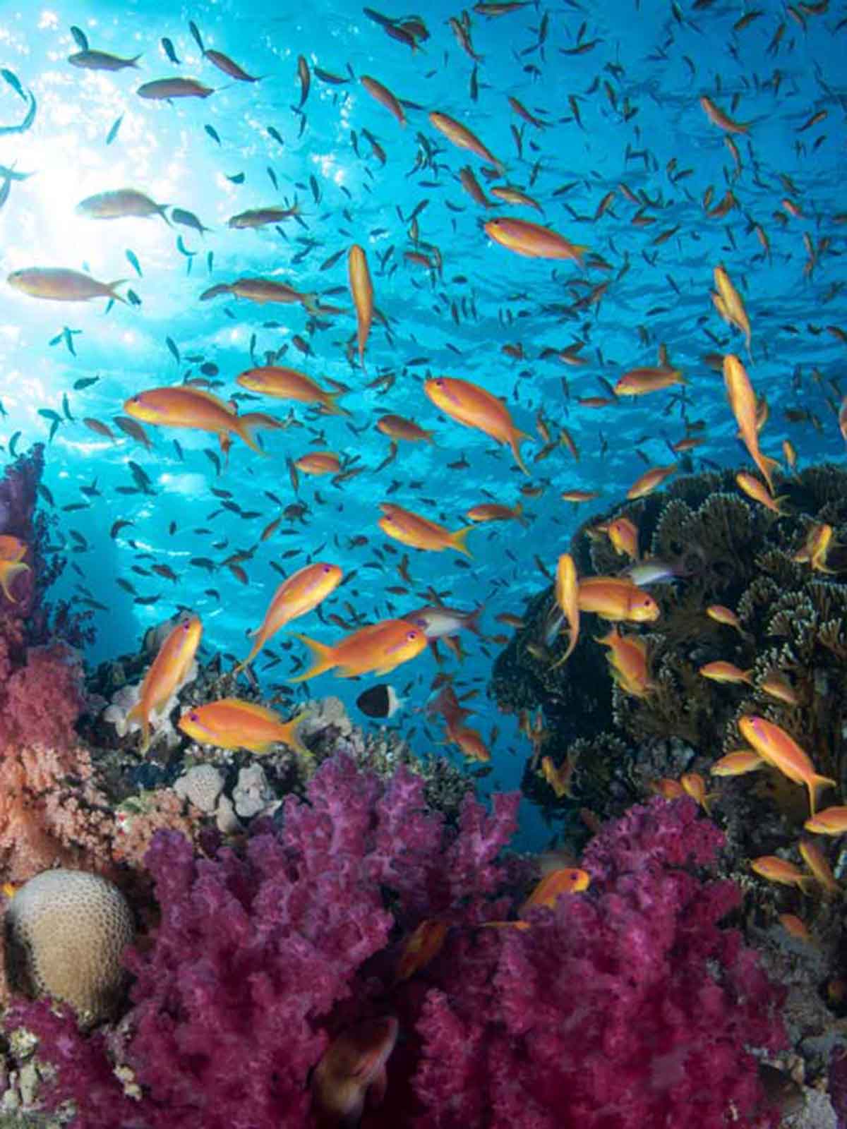 Red Sea Ikelite underwater housing for Nikon D500 copyright Brandi Mueller