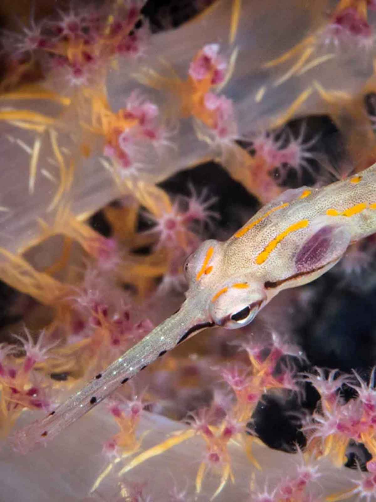 Ikelite underwater housing for Nikon D500 copyright Brandi Mueller