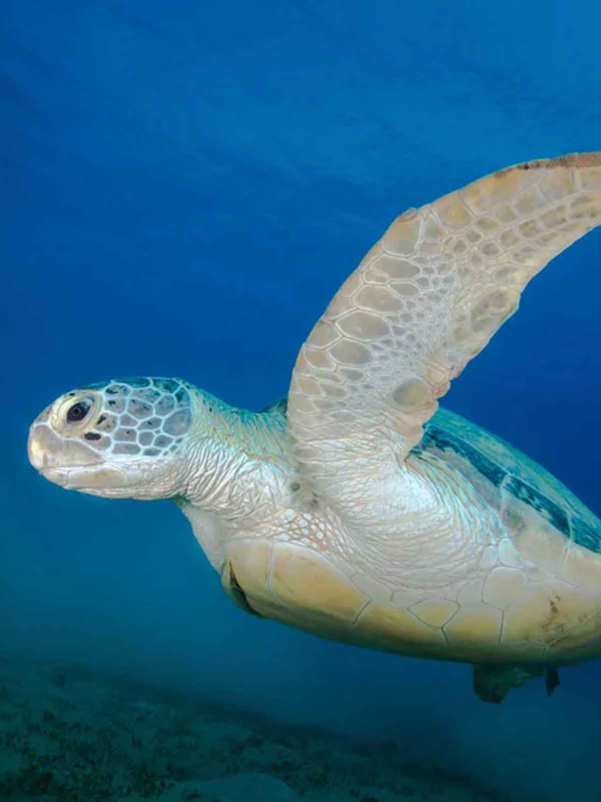 Ikelite underwater housing for Nikon D500 copyright Brandi Mueller