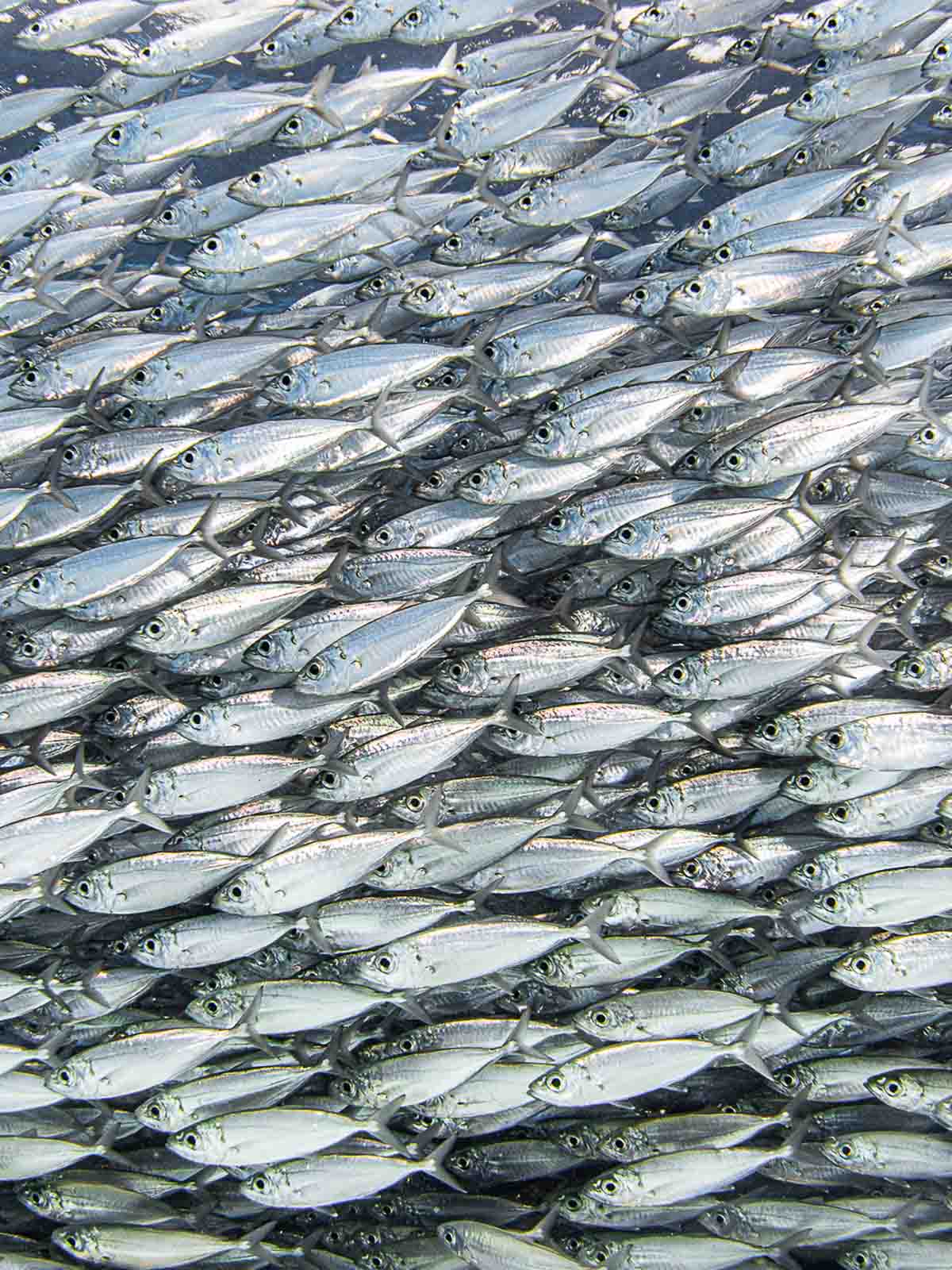 Taken with Ikelite DS51 strobes and Olympus TG-6 copyright Caitlin Hale