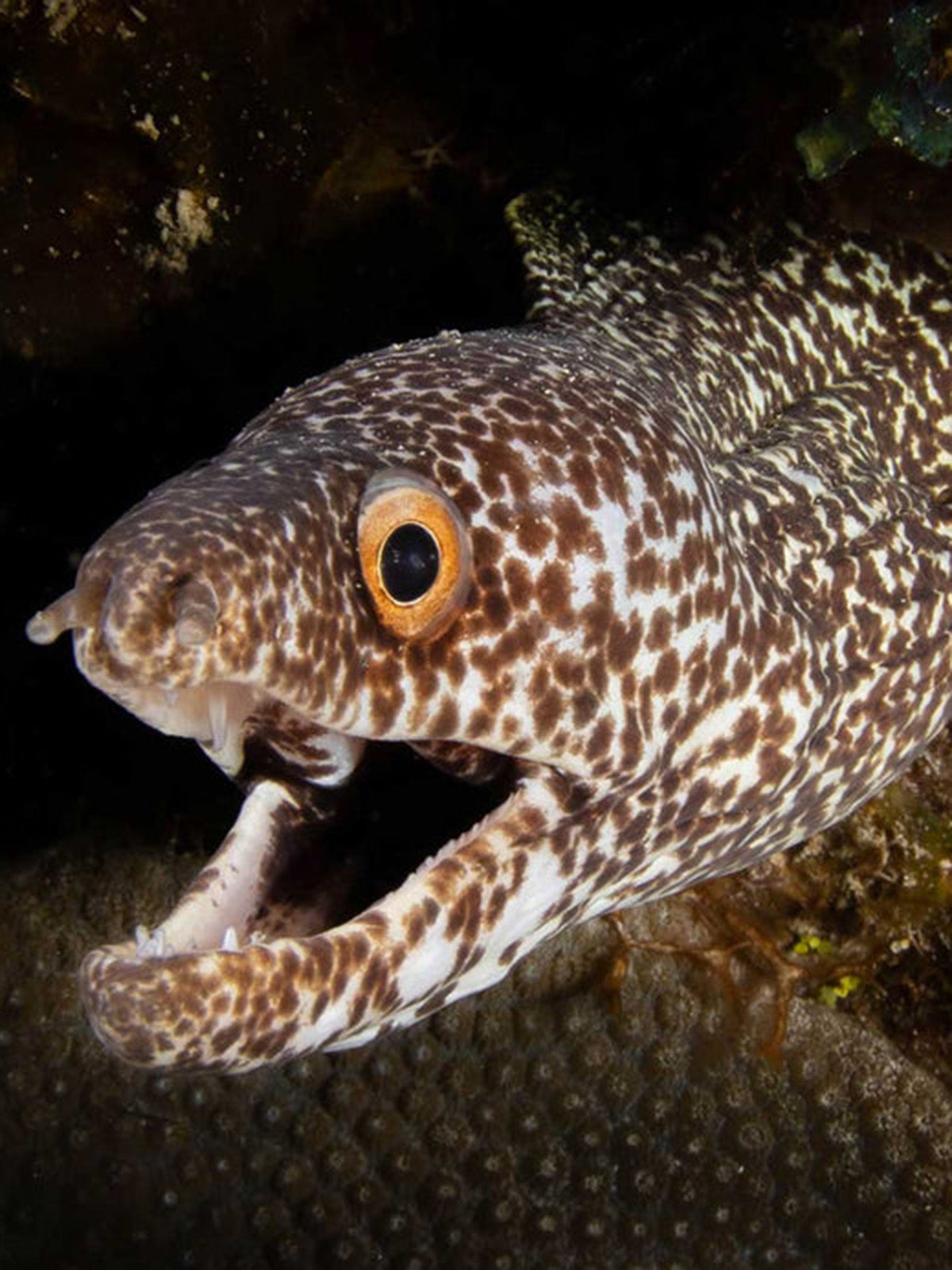 Taken with Ikelite Housing for Canon Rebel SL3 250D copyright John Brigham