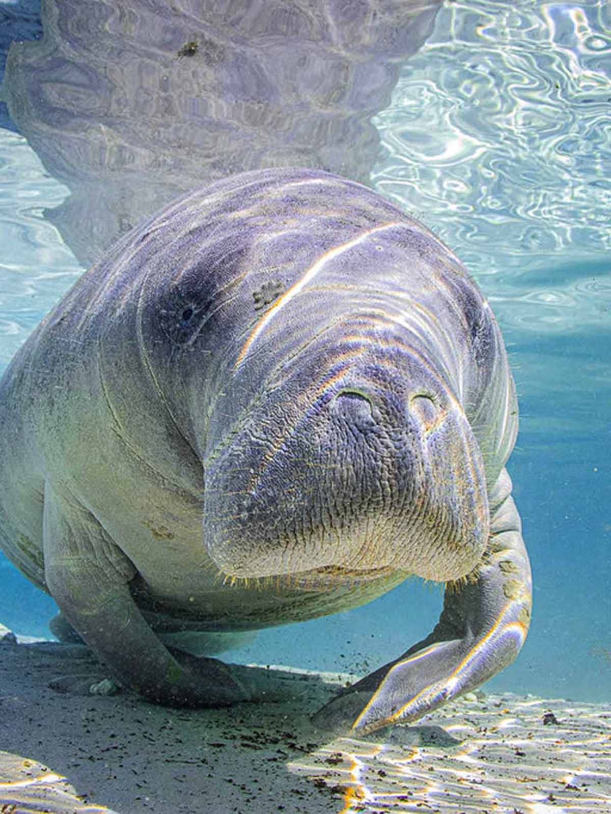 Taken with Ikelite Housing for Canon Rebel SL3 250D copyright John Brigham