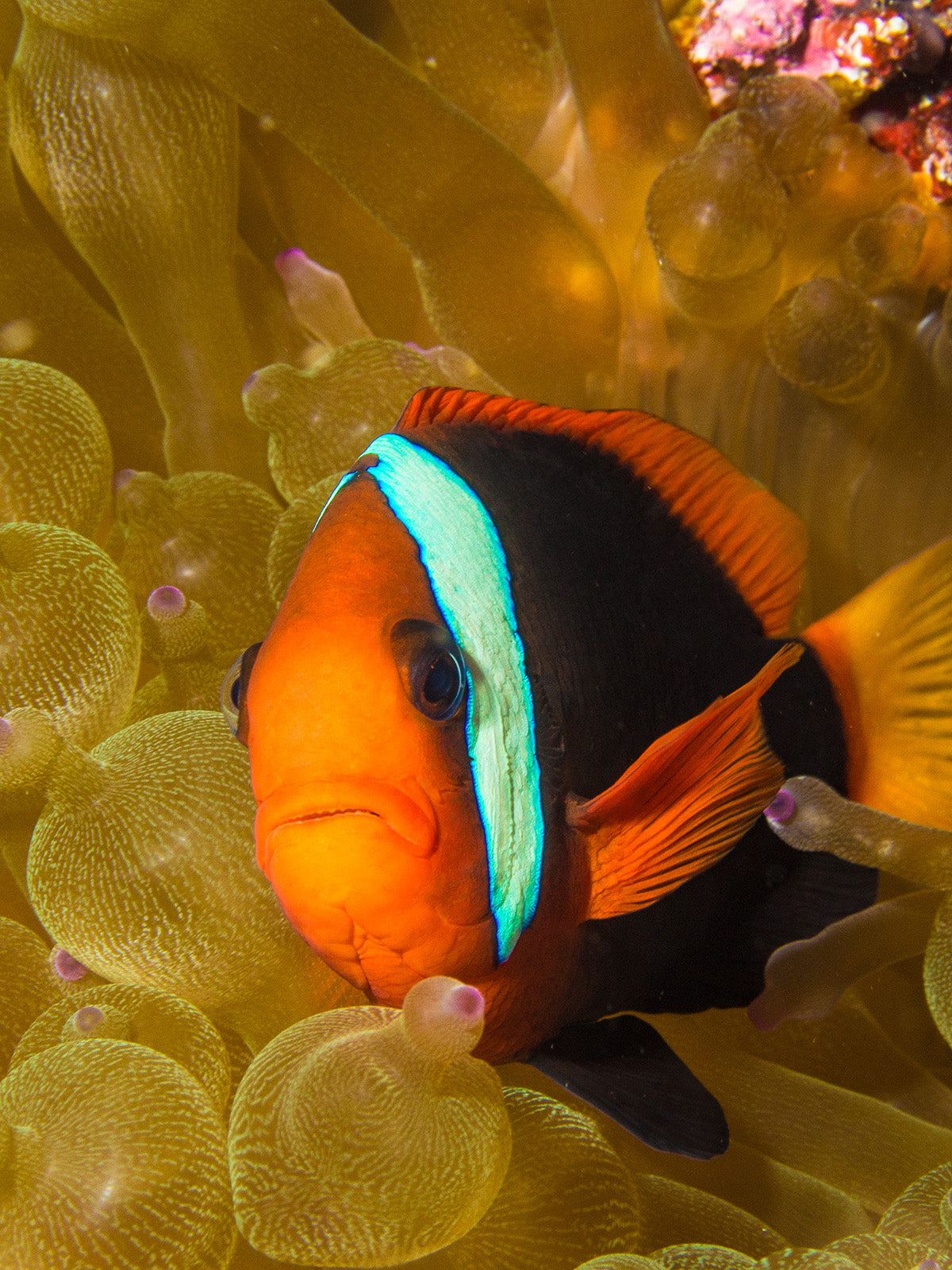 Taken with Ikelite Housing for Canon Rebel SL1 100D copyright Steve Miller