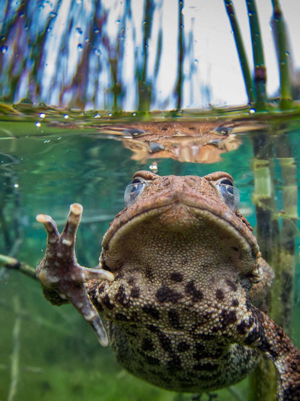 Taken with Ikelite Housing for Canon Rebel SL1 100D copyright Steve Miller