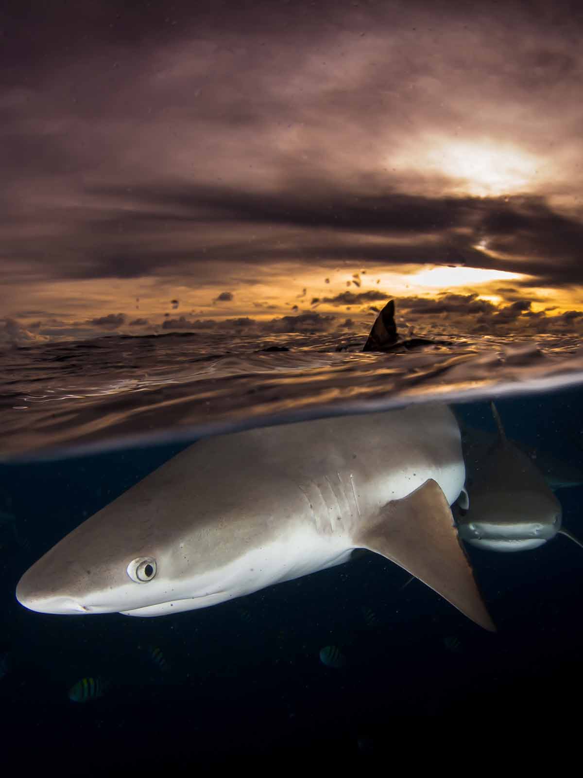 Taken with Ikelite Housing for Canon Rebel SL1 100D copyright Steve Miller