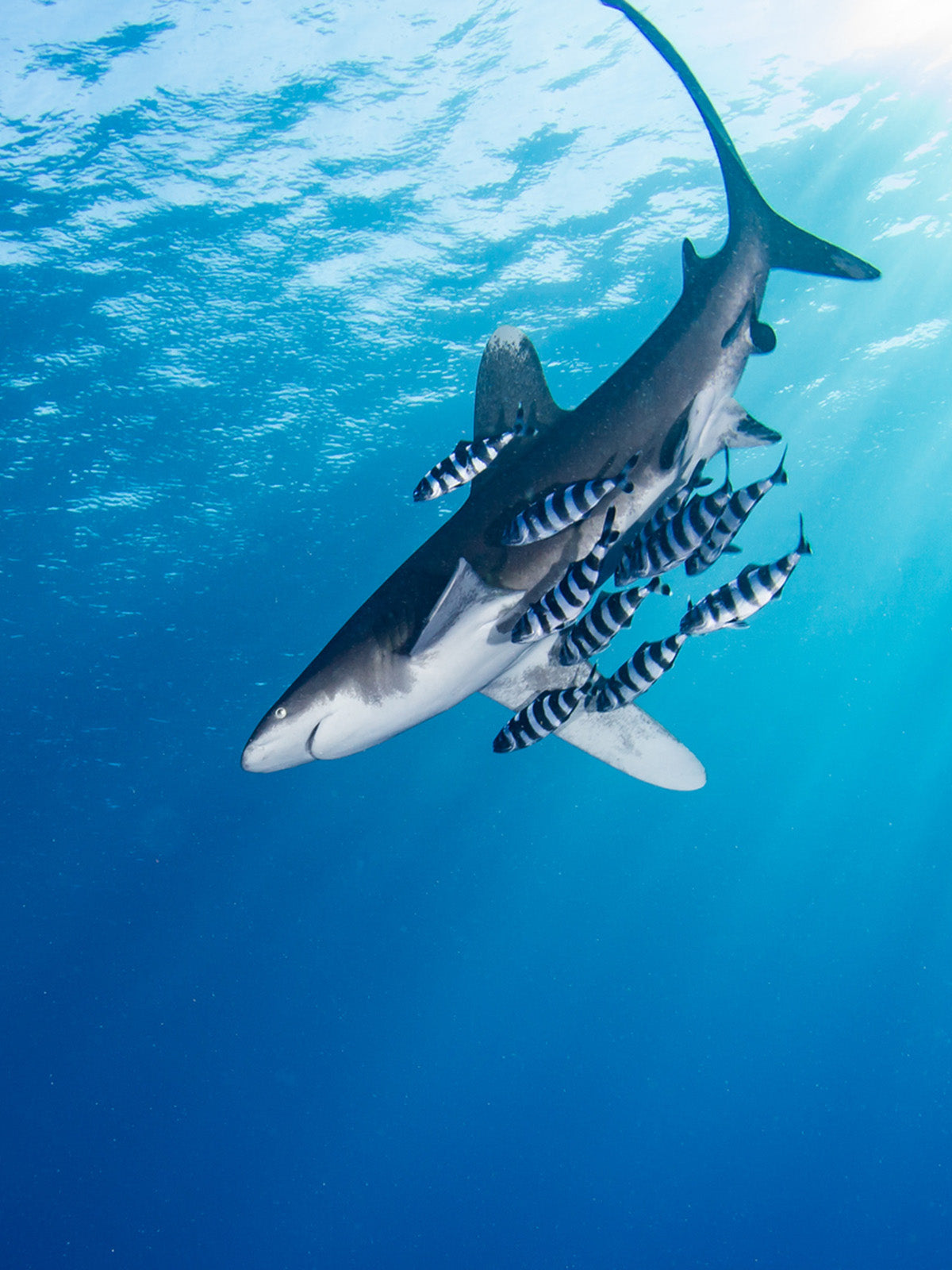 Taken with Ikelite housing for Canon Rebel SL2 200D copyright Steve Miller