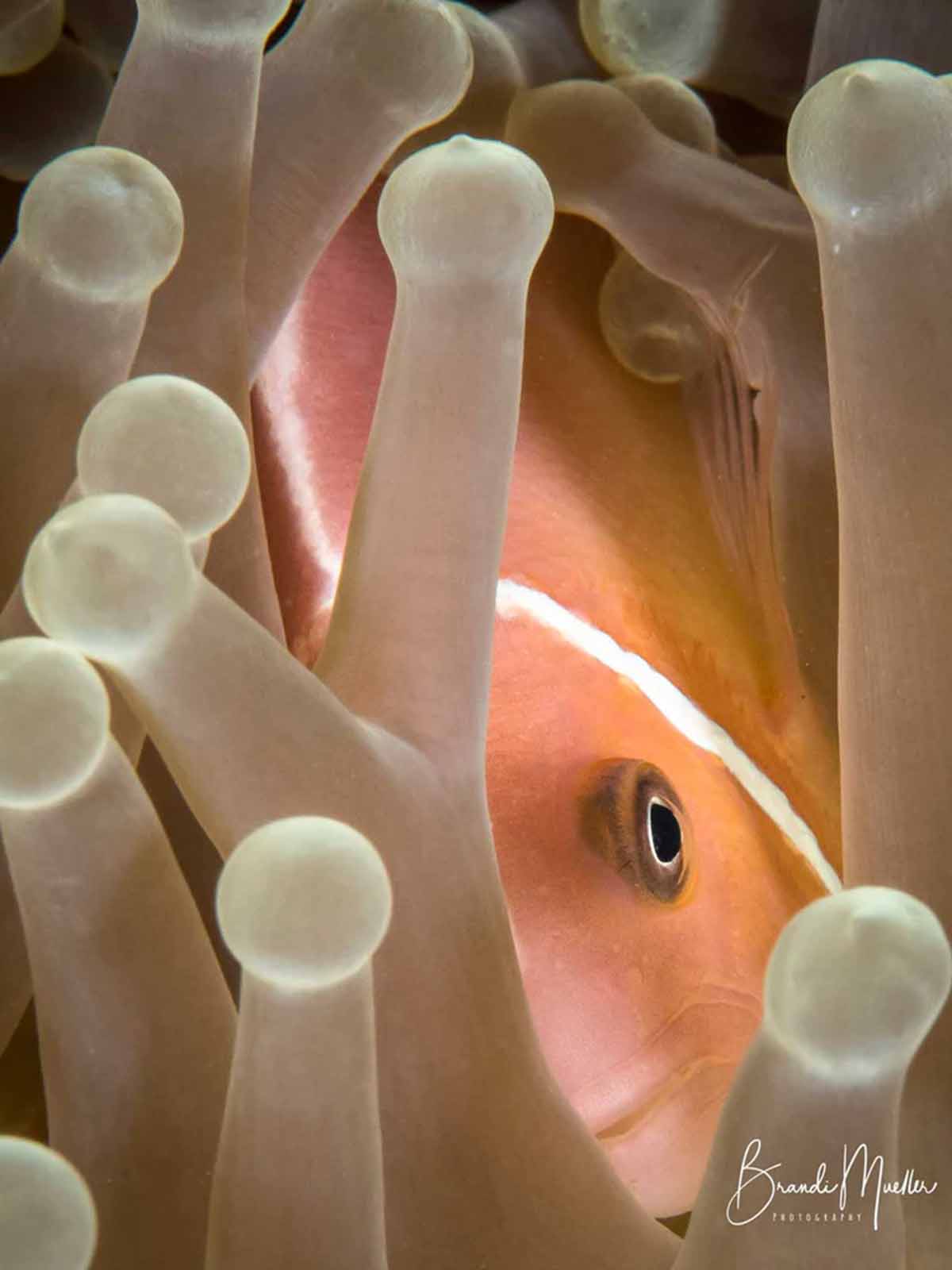 Ikelite underwater housing for Nikon D850 copyright Brandi Mueller