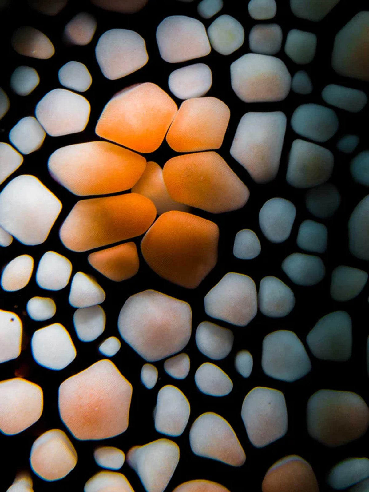 Ikelite underwater housing for Nikon Z50  copyright Nirupam Nigam