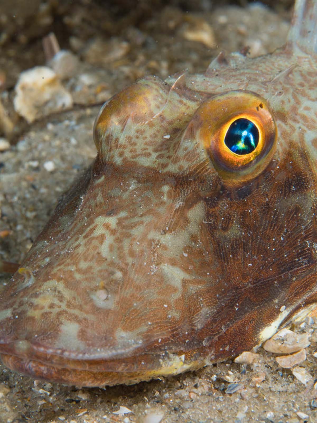 Taken with Ikelite Housing for Olympus OM-D E-M1 Mark II Copyright Phil Rudin