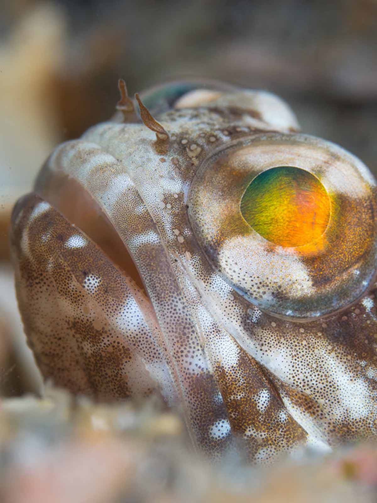 Taken with Ikelite Housing for Olympus OM-D E-M1 Mark II Copyright Phil Rudin