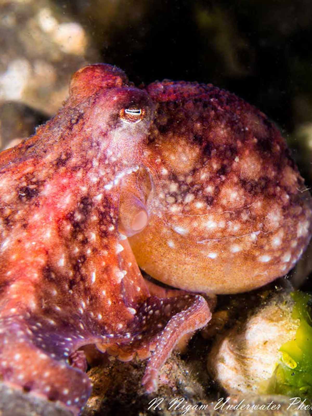 Taken with Ikelite underwater housing for Sony a6400 a6500 copyright Nirupam Nigam