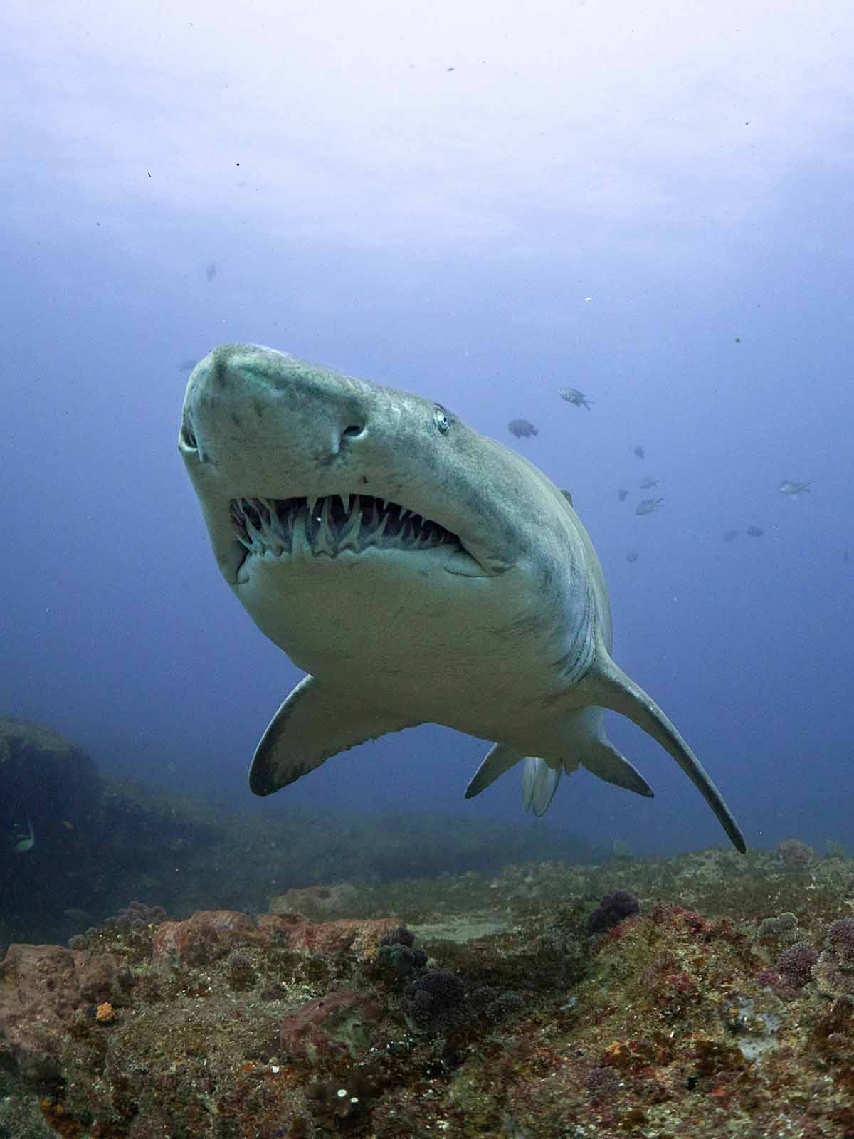 Ikelite underwater housing for Panasonic GH6 copyright Matt Jacobs