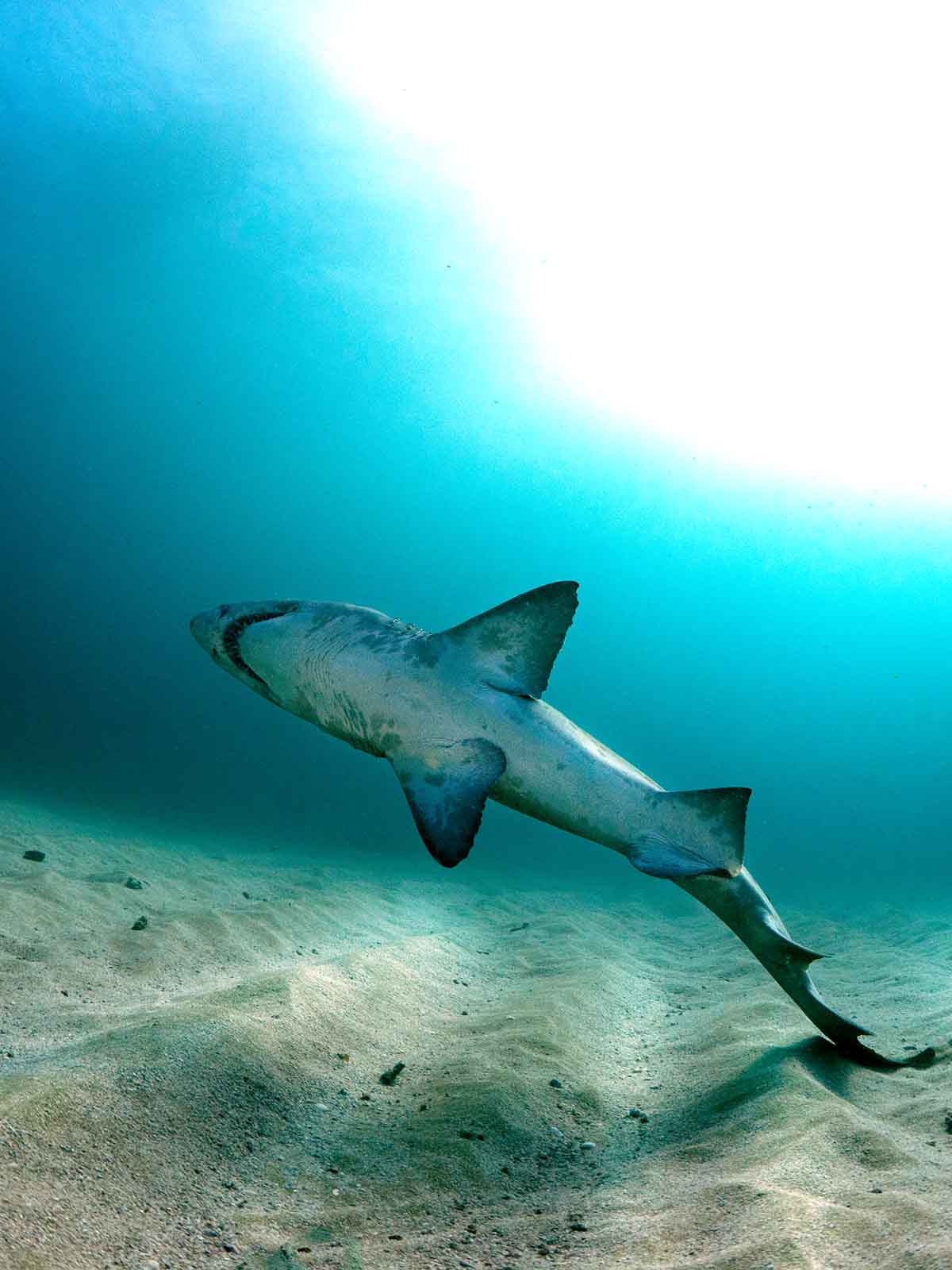 Ikelite underwater housing for Panasonic GH6 copyright Matt Jacobs