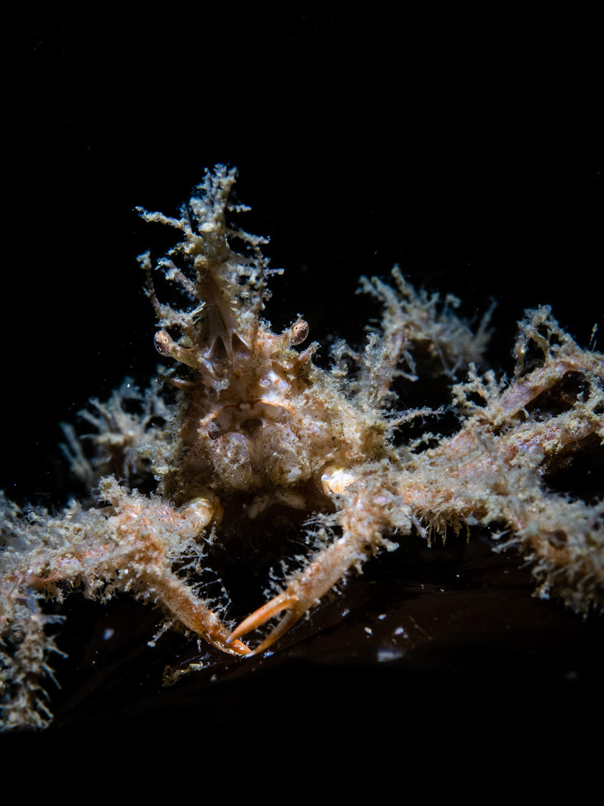 Ikelite Underwater Housing for Sony a1 a7S III copyright Nirupam Nigam