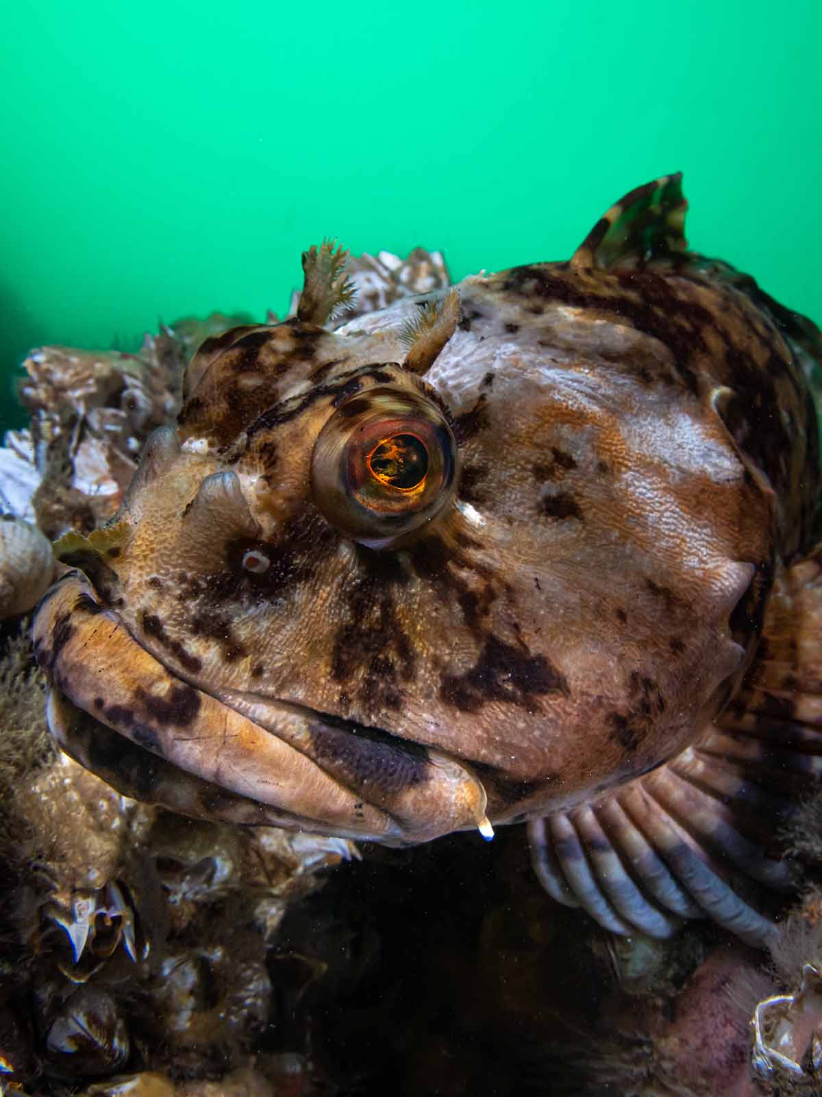 Ikelite Underwater Housing for Sony a1 a7S III copyright Nirupam Nigam