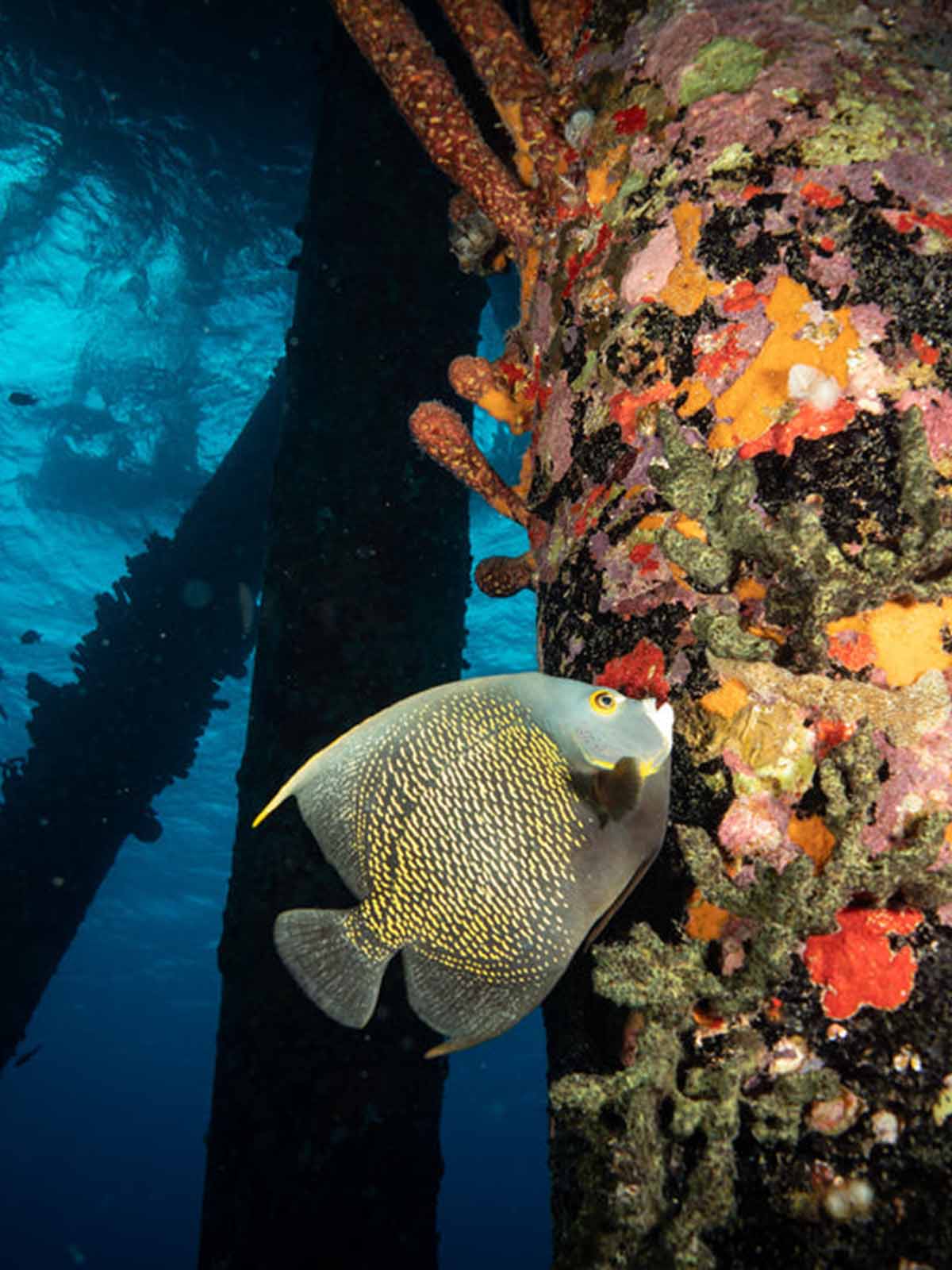 Taken with Ikelite Underwater Housing for Sony RX100 VI VII copyright John Brigham,