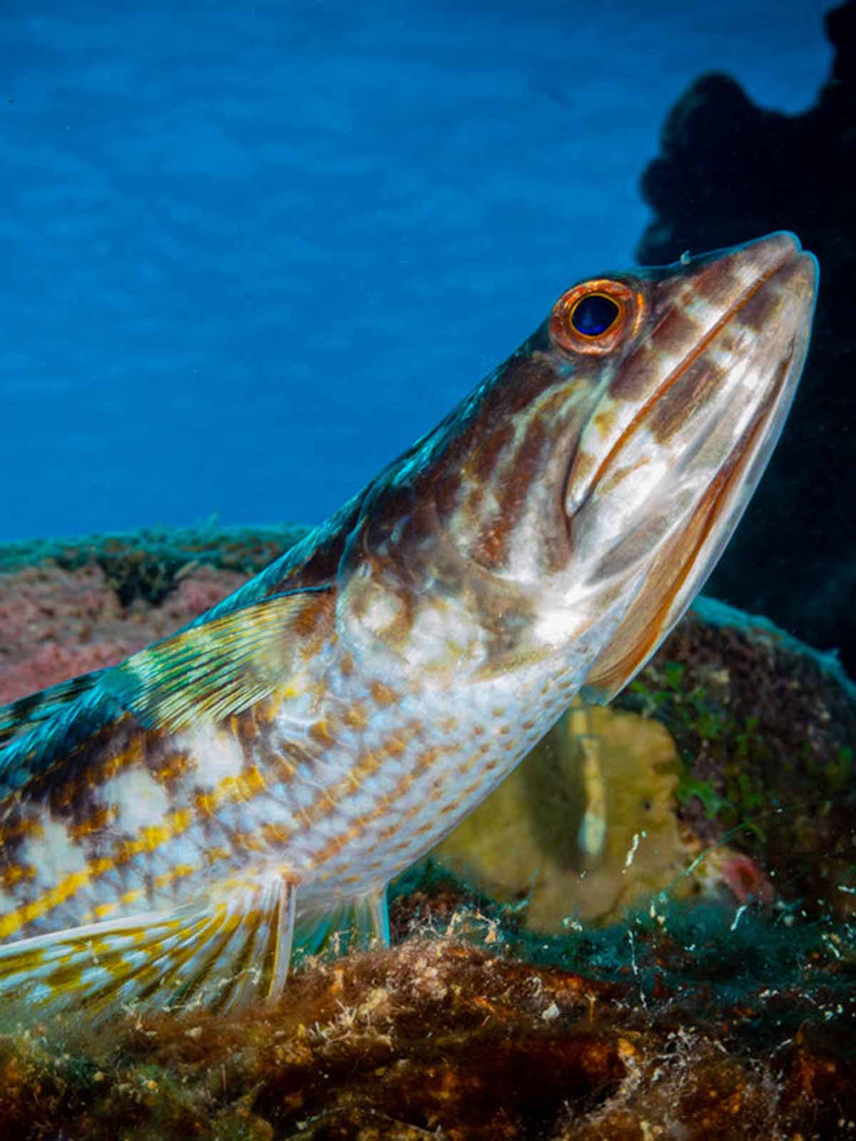 Taken with Ikelite Underwater Housing for Sony RX100 VI VII copyright John Brigham,
