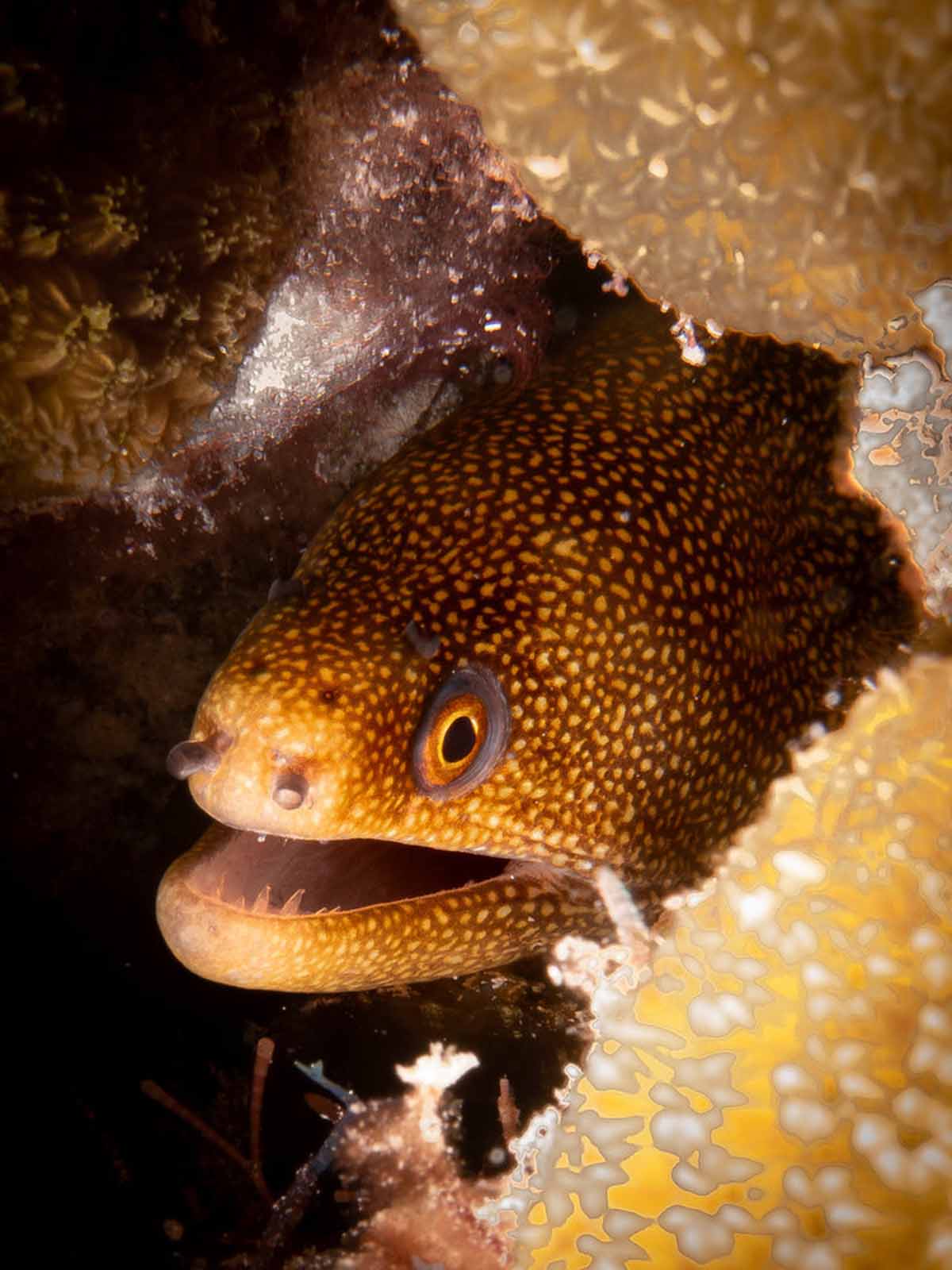 Taken with Ikelite Underwater Housing for Sony RX100 VI VII copyright John Brigham,
