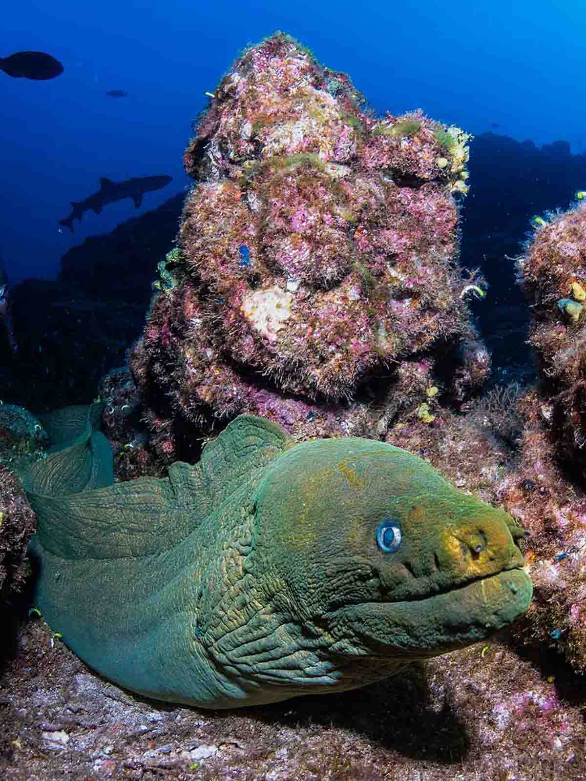 Ikelite underwater housing for Sony a7R IV copyright Nirupam Nigam