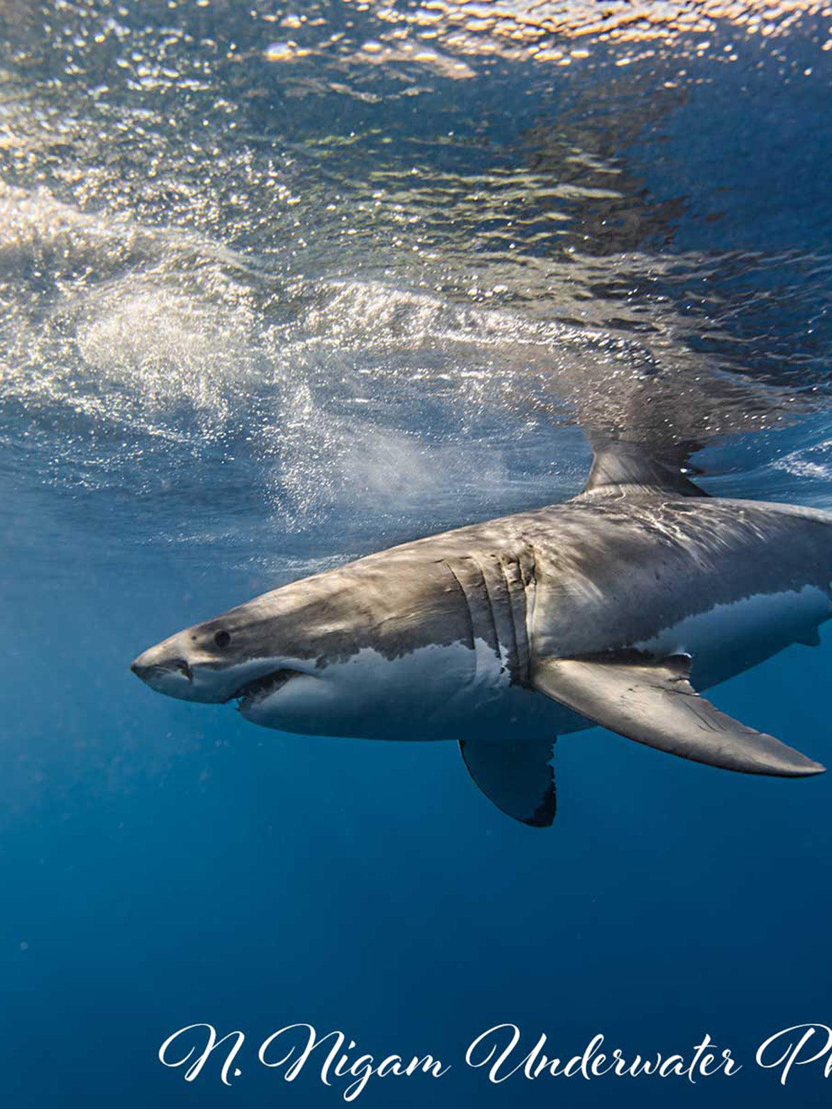 Ikelite underwater housing for Sony a7R IV copyright Nirupam Nigam
