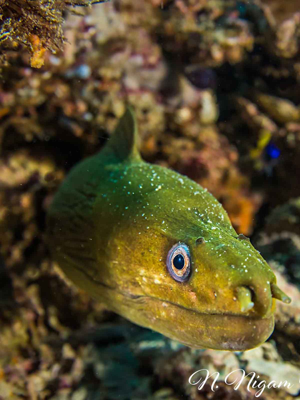 Ikelite underwater housing for Sony a7R IV copyright Nirupam Nigam