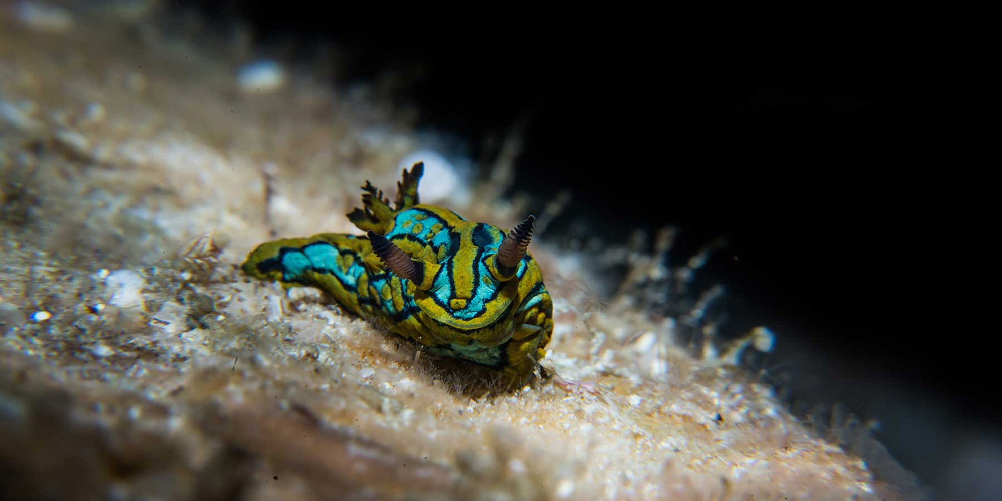 Ikelite underwater housing for Sony a7R IV copyright Nirupam Nigam