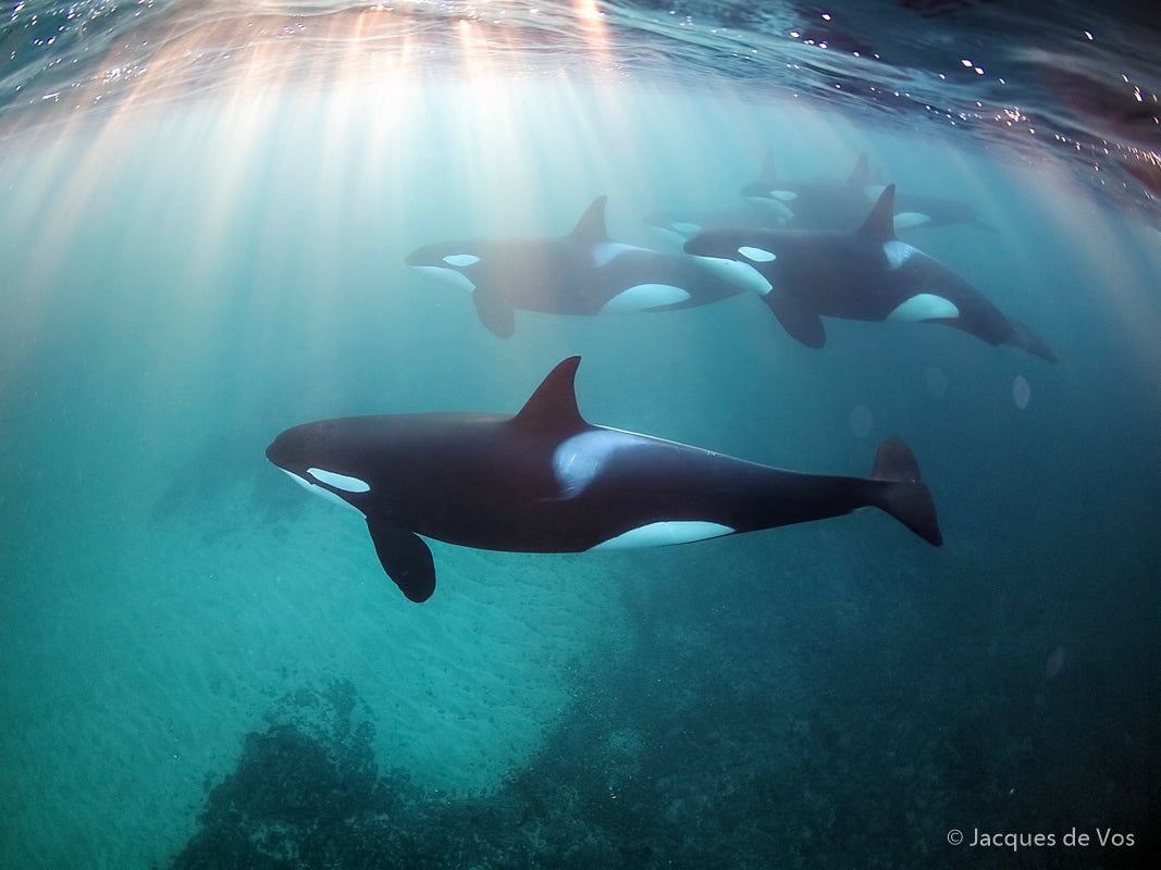 Freediving with Orcas in Norway